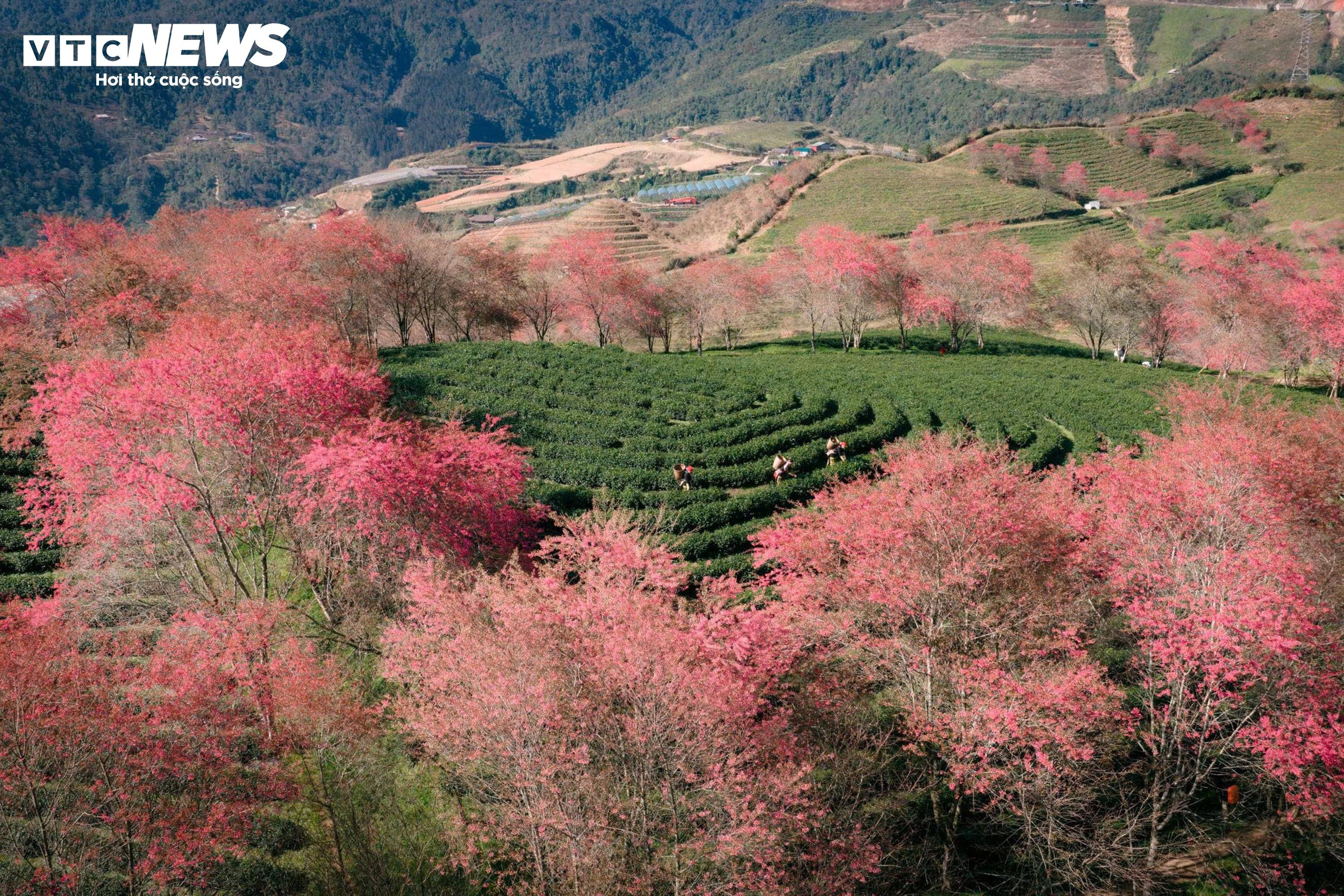 Ngắm đồi hoa mai anh đào nổi tiếng Sa Pa nở rộ mùa cuối, trước khi bị di dời - 2