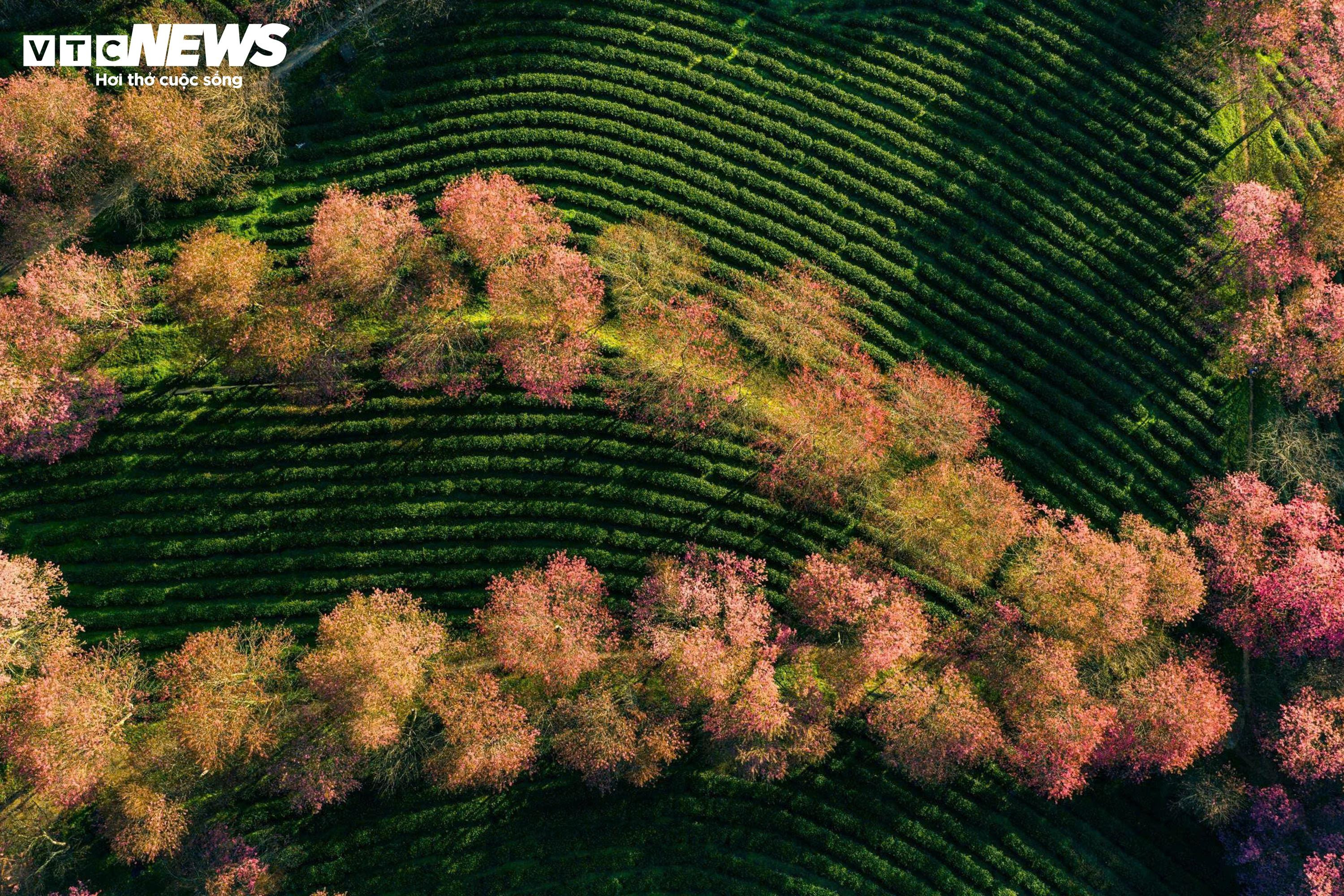 Ngắm đồi hoa mai anh đào nổi tiếng Sa Pa nở rộ mùa cuối, trước khi bị di dời - 10