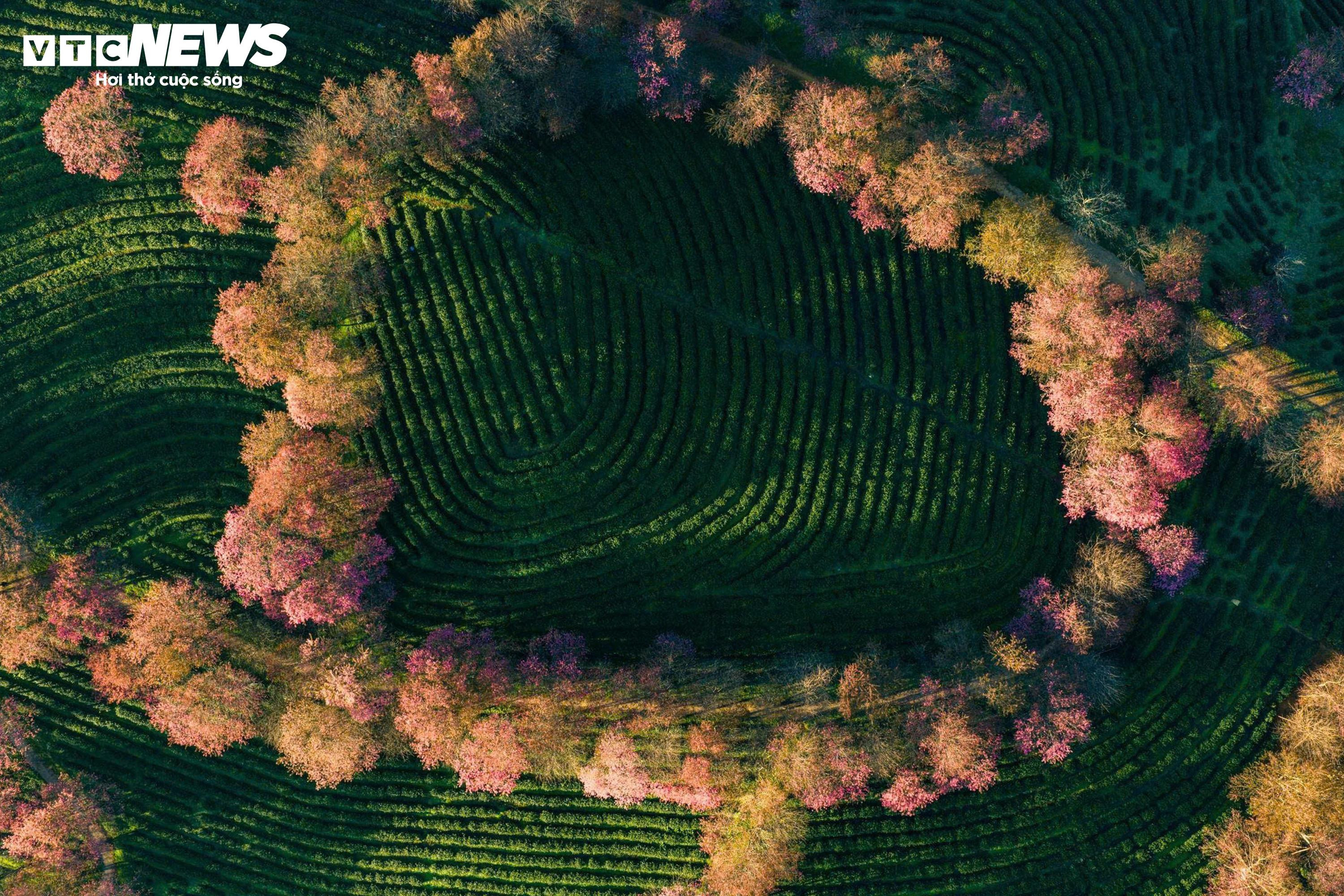 Ngắm đồi hoa mai anh đào nổi tiếng Sa Pa nở rộ mùa cuối, trước khi bị di dời - 11