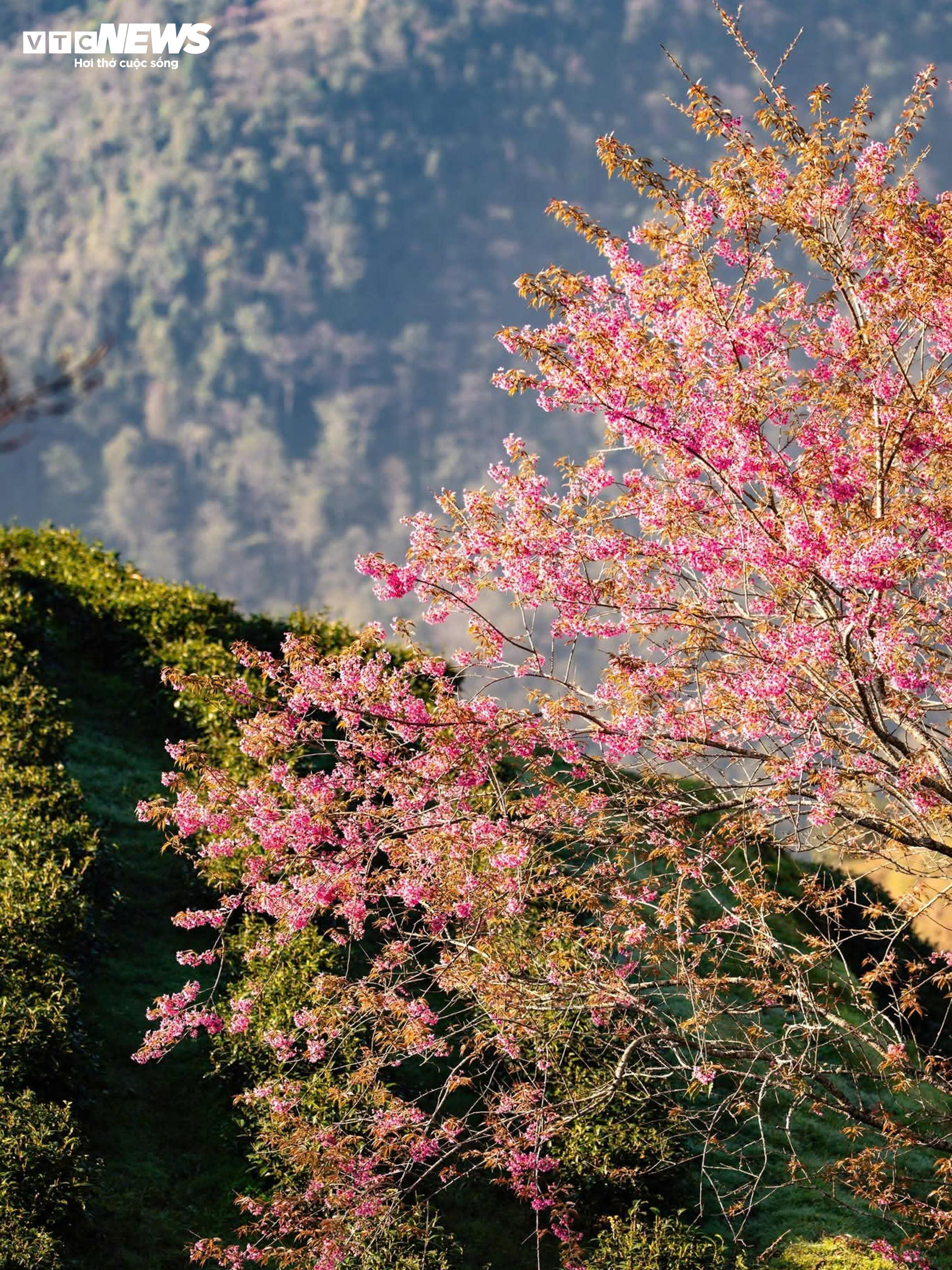 Ngắm đồi hoa mai anh đào nổi tiếng Sa Pa nở rộ mùa cuối, trước khi bị di dời - 6