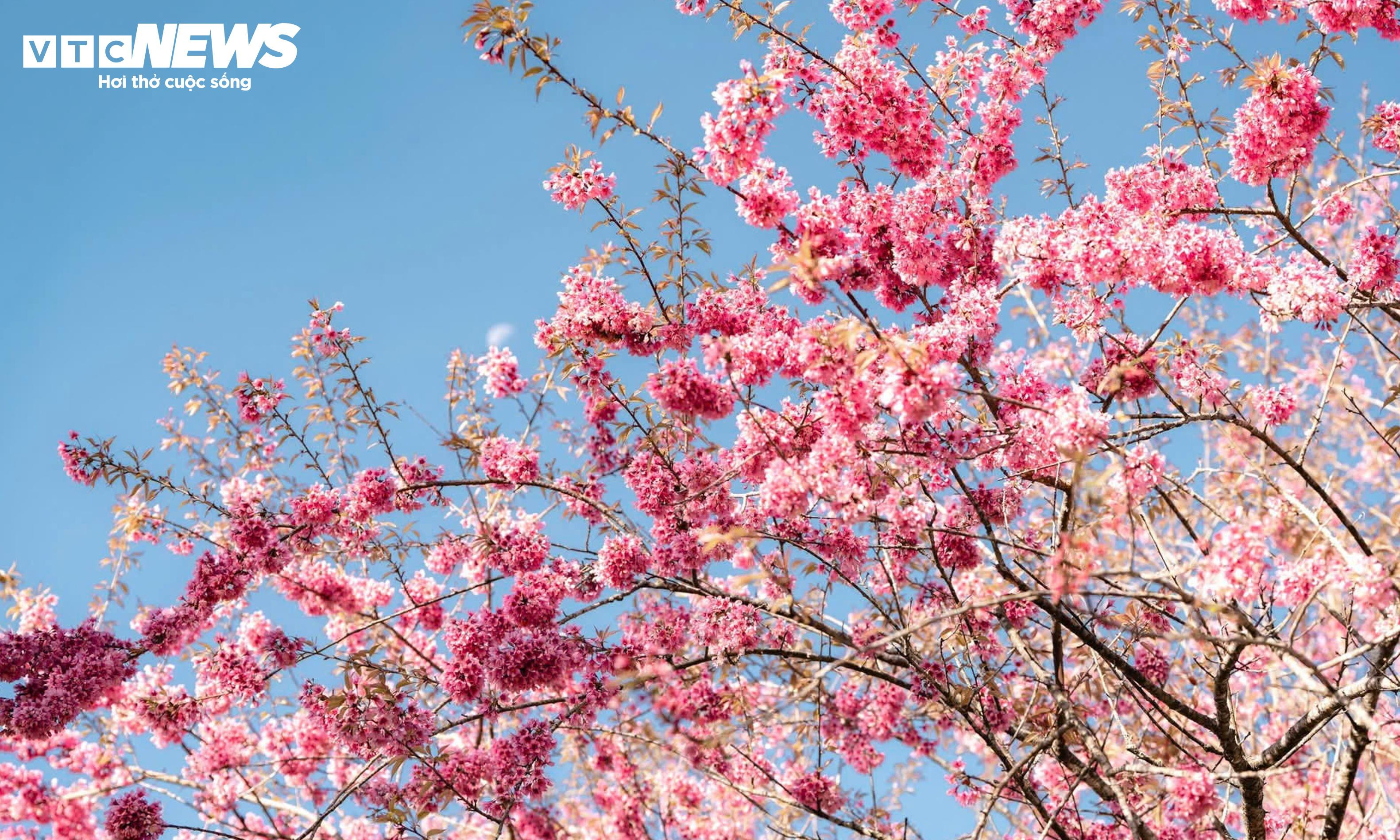 Ngắm đồi hoa mai anh đào nổi tiếng Sa Pa nở rộ mùa cuối, trước khi bị di dời - 4