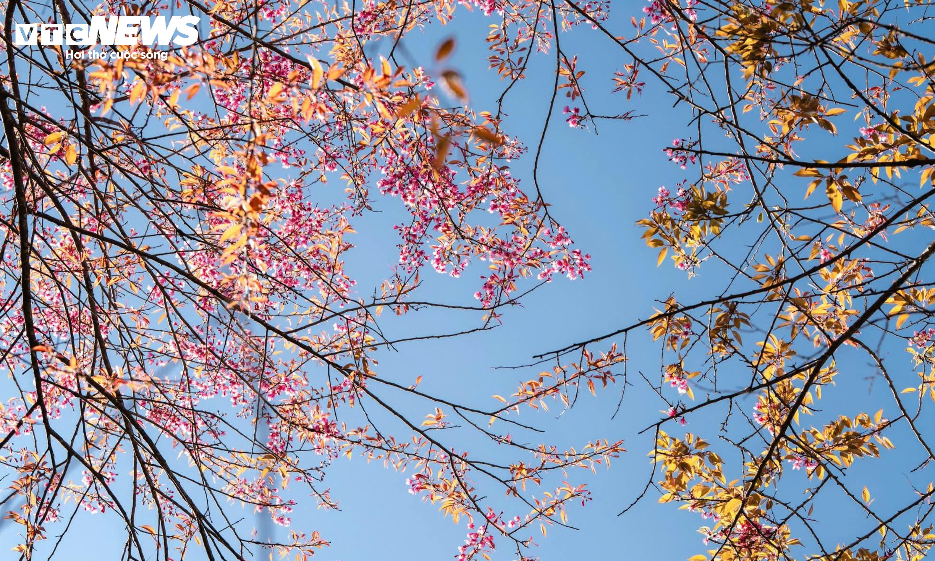 Ngắm đồi hoa mai anh đào nổi tiếng Sa Pa nở rộ mùa cuối, trước khi bị di dời - 7