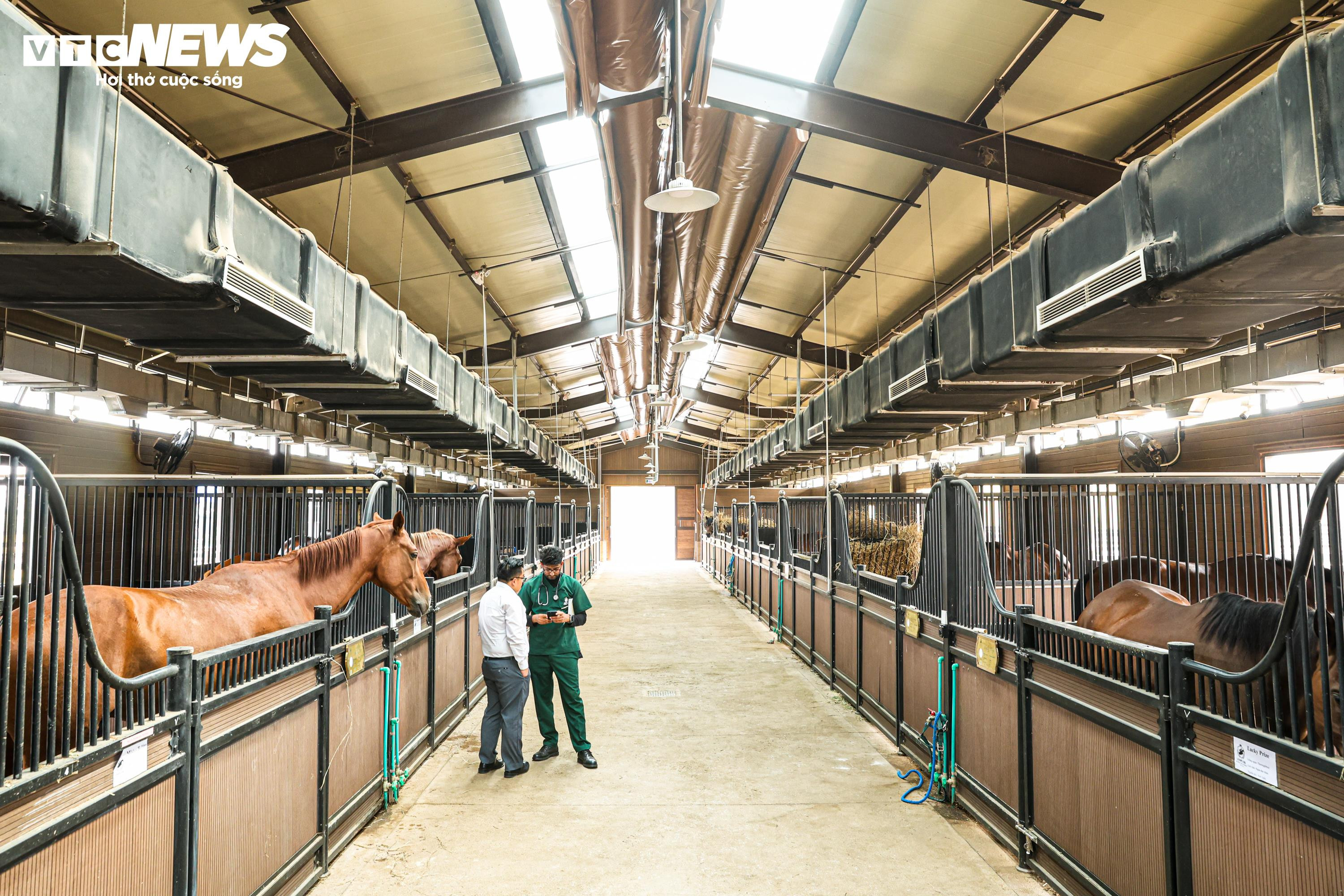 Bên trong nơi nuôi dưỡng giống ngựa triệu đô hiếm bậc nhất thế giới tại Việt Nam - 1