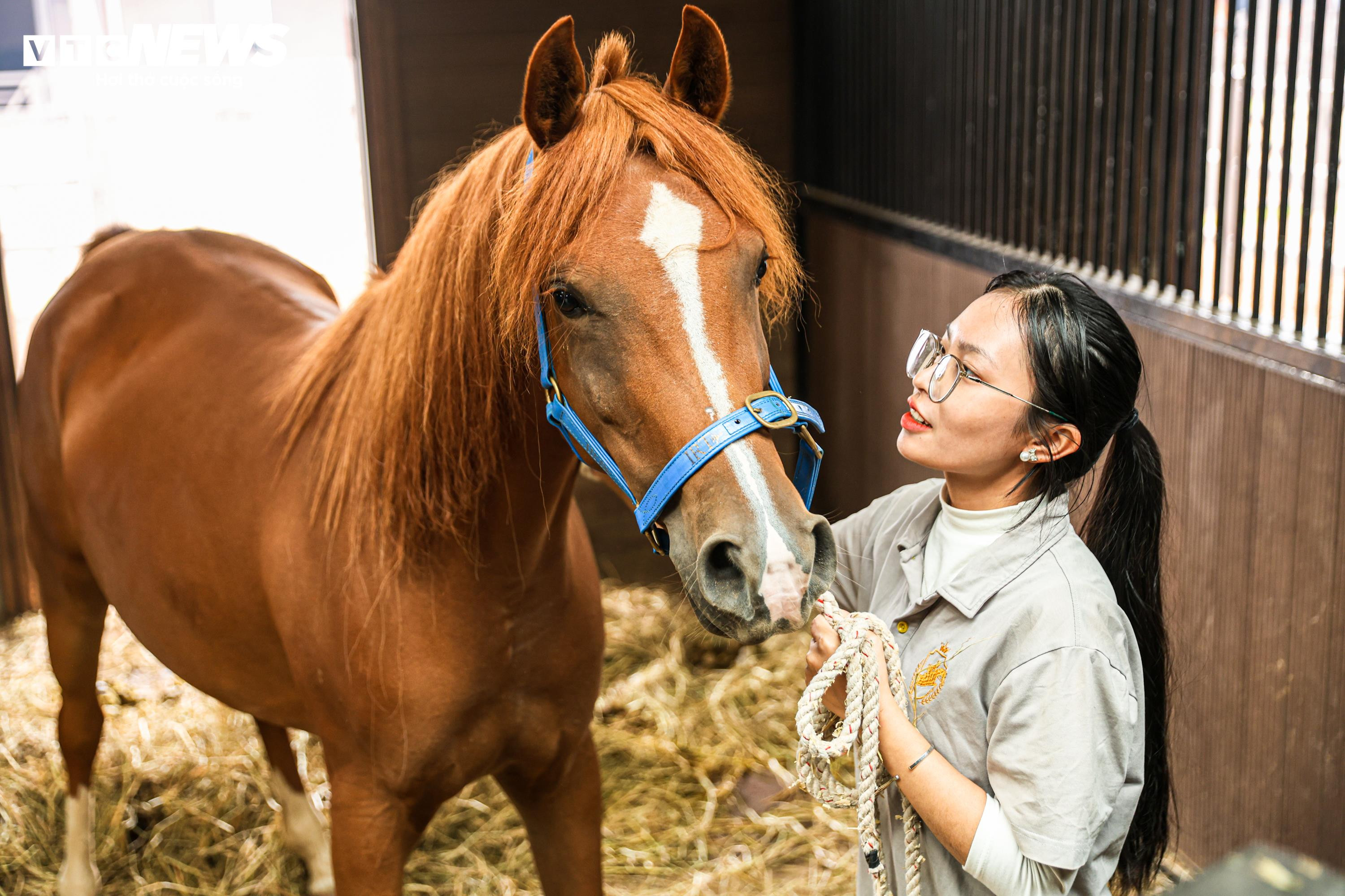 Bên trong nơi nuôi dưỡng giống ngựa triệu đô hiếm bậc nhất thế giới tại Việt Nam - 6