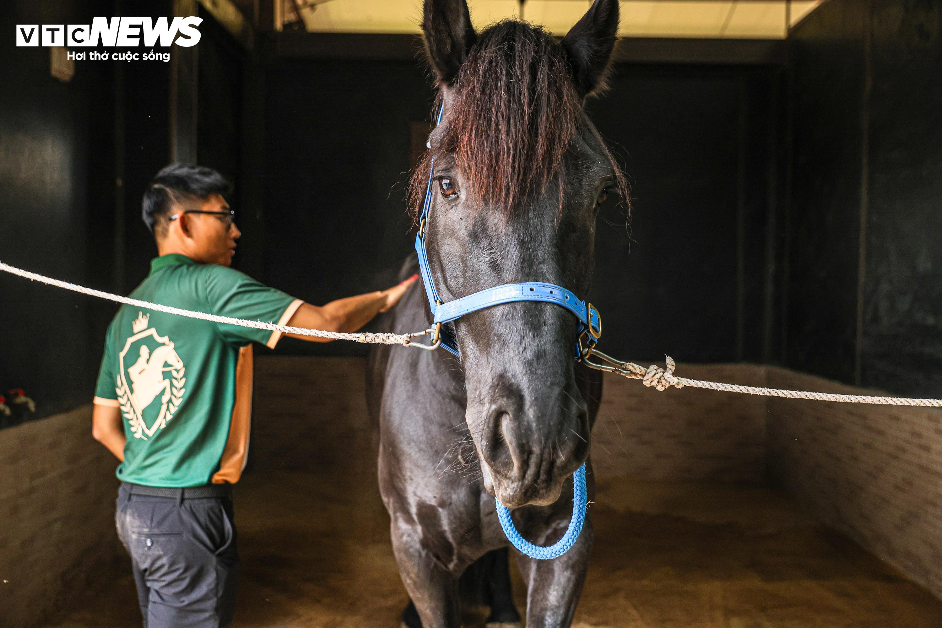 Bên trong nơi nuôi dưỡng giống ngựa triệu đô hiếm bậc nhất thế giới tại Việt Nam - 7