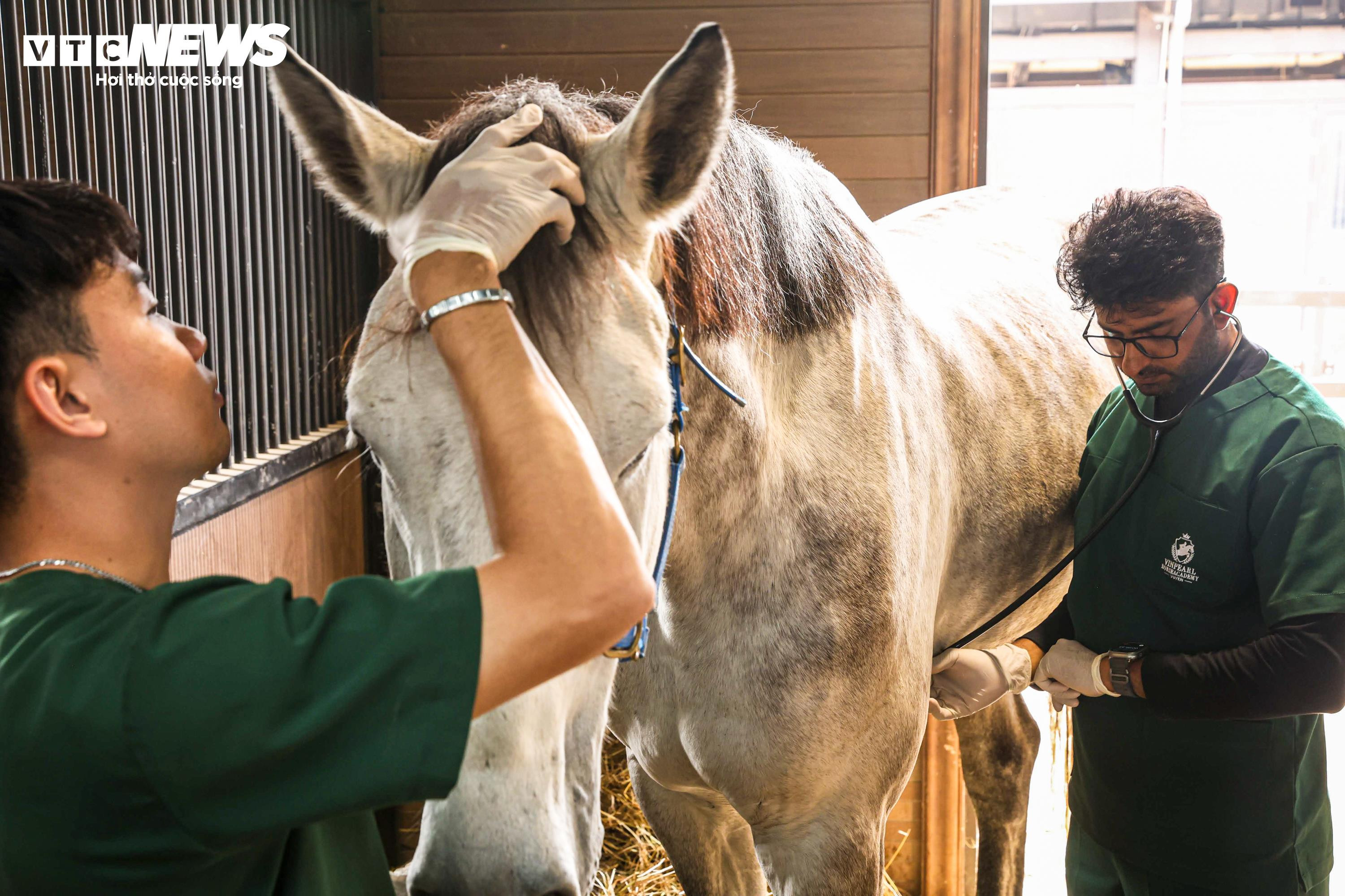 Bên trong nơi nuôi dưỡng giống ngựa triệu đô hiếm bậc nhất thế giới tại Việt Nam - 8