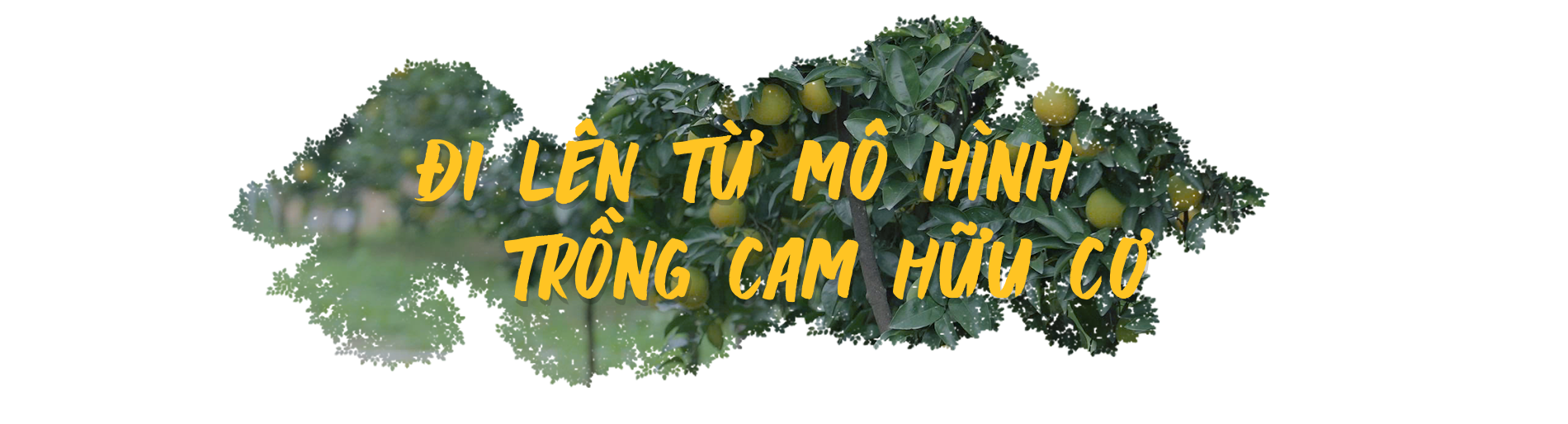 Nông dân Hà Tĩnh đổi đời nhờ trồng cam hữu cơ - 1
