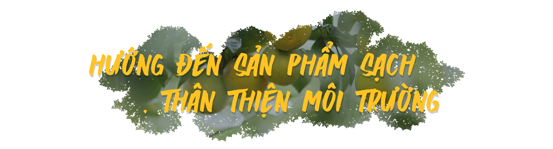 Nông dân Hà Tĩnh đổi đời nhờ trồng cam hữu cơ - 4