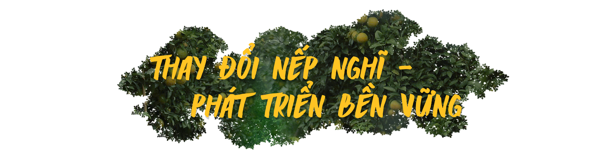 Nông dân Hà Tĩnh đổi đời nhờ trồng cam hữu cơ - 6