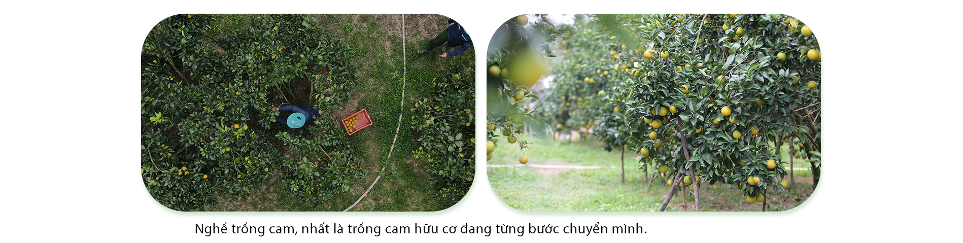 Nông dân Hà Tĩnh đổi đời nhờ trồng cam hữu cơ - 2