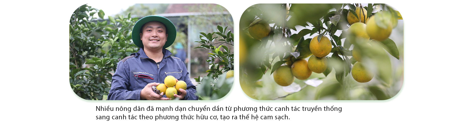 Nông dân Hà Tĩnh đổi đời nhờ trồng cam hữu cơ - 3