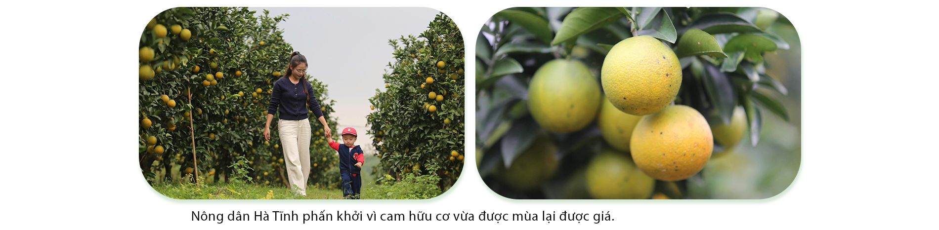 Nông dân Hà Tĩnh đổi đời nhờ trồng cam hữu cơ - 5