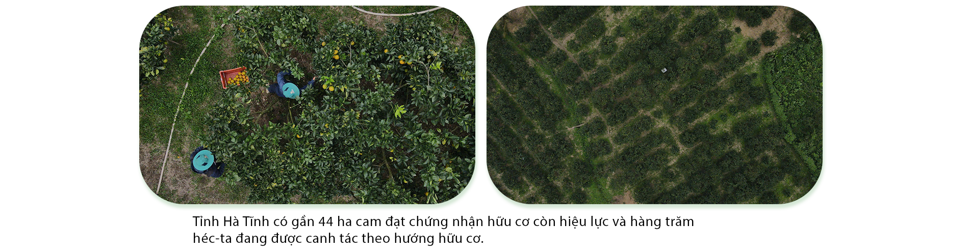 Nông dân Hà Tĩnh đổi đời nhờ trồng cam hữu cơ - 7