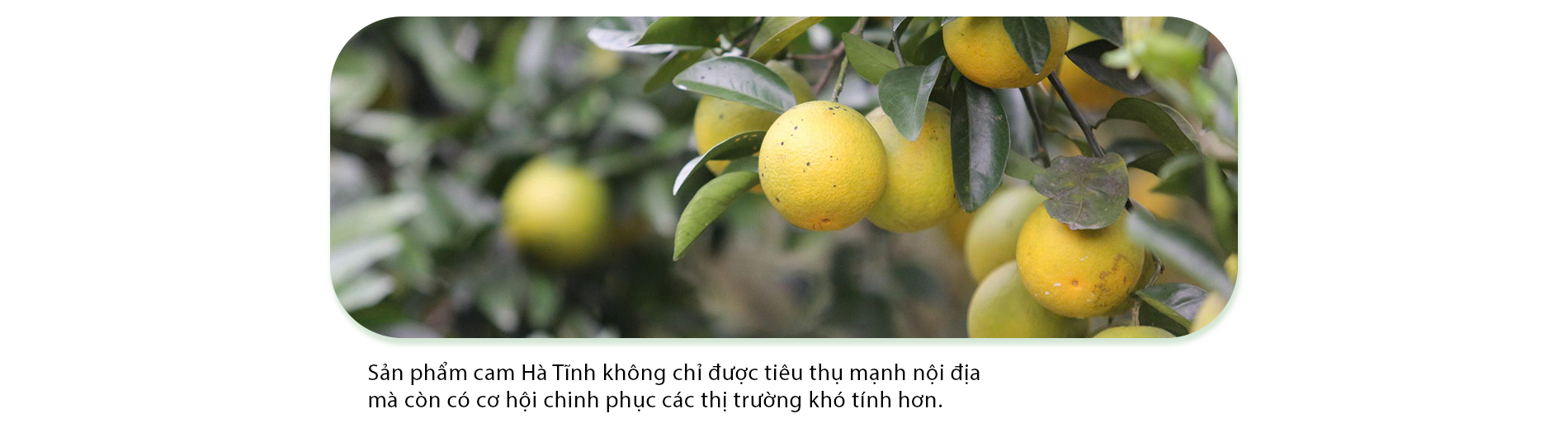 Nông dân Hà Tĩnh đổi đời nhờ trồng cam hữu cơ - 8