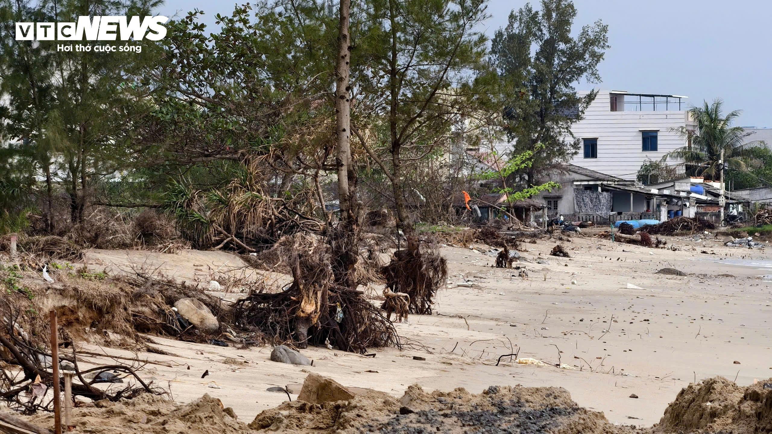 Sóng 'ngoạm' bật gốc phi lao, phá tan hoang bãi biển đẹp nhất Quảng Ngãi - 5
