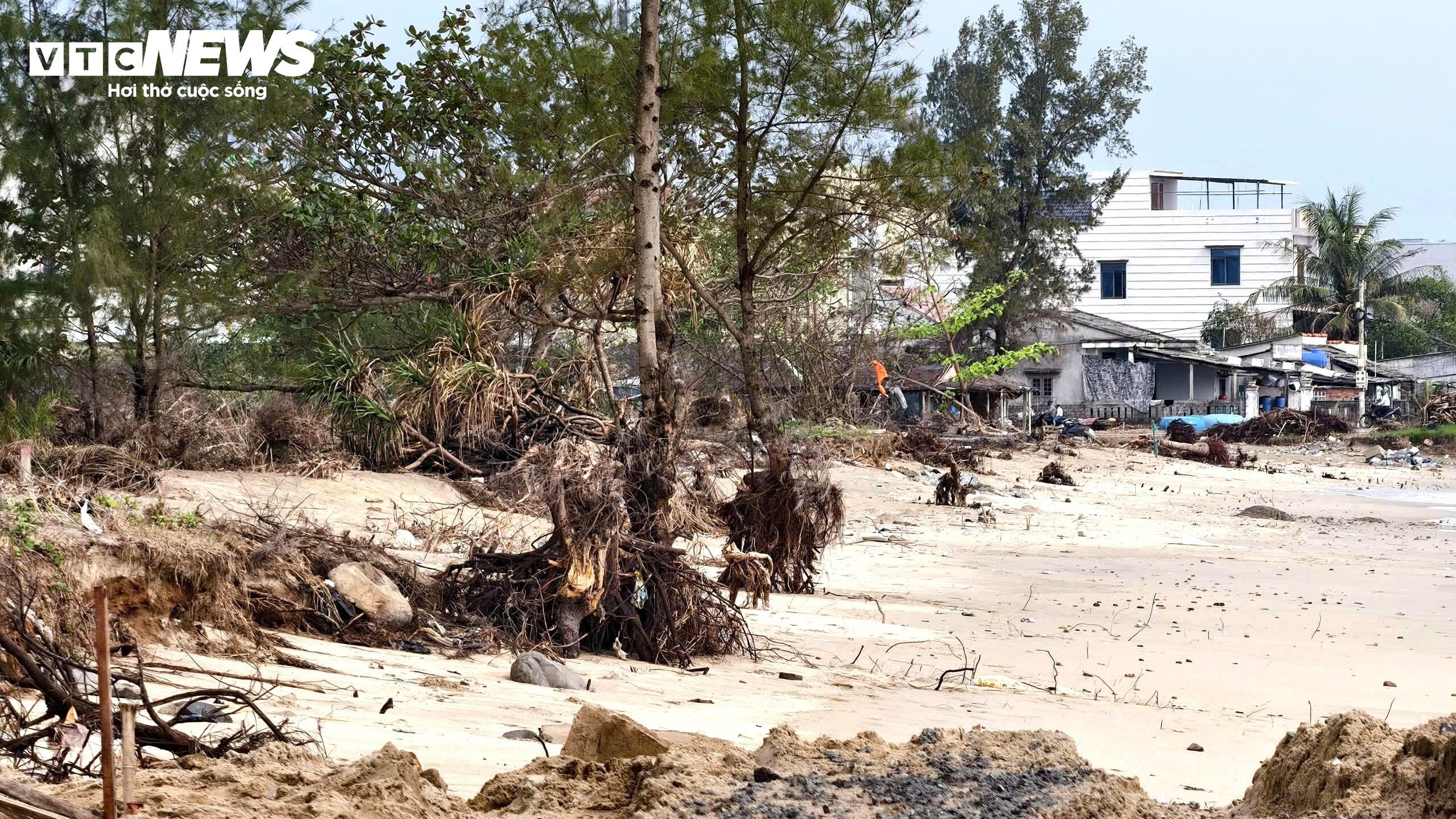 Sóng 'ngoạm' bật gốc phi lao, phá tan hoang bãi biển đẹp nhất Quảng Ngãi - 9