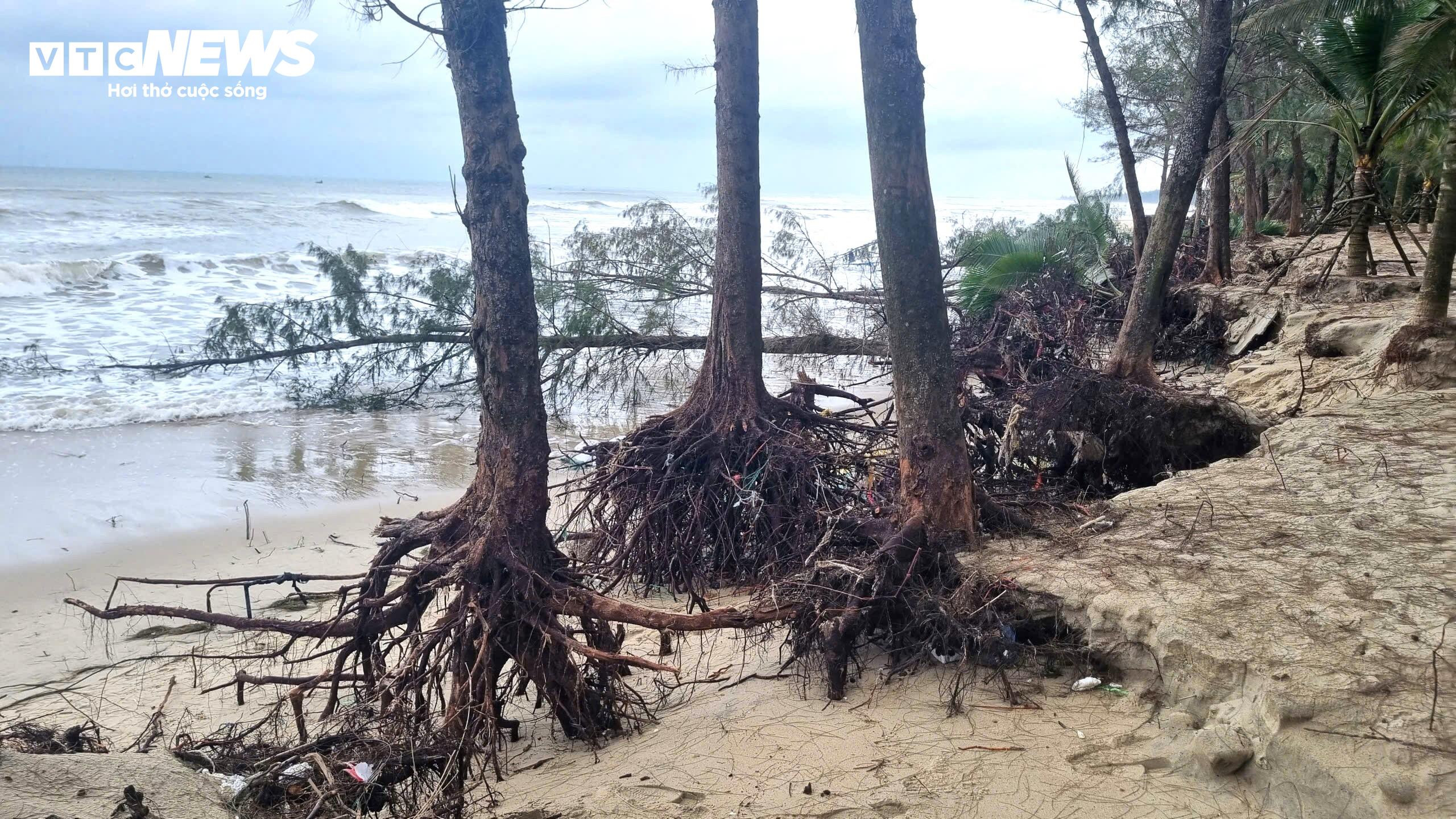 Sóng 'ngoạm' bật gốc phi lao, phá tan hoang bãi biển đẹp nhất Quảng Ngãi - 1
