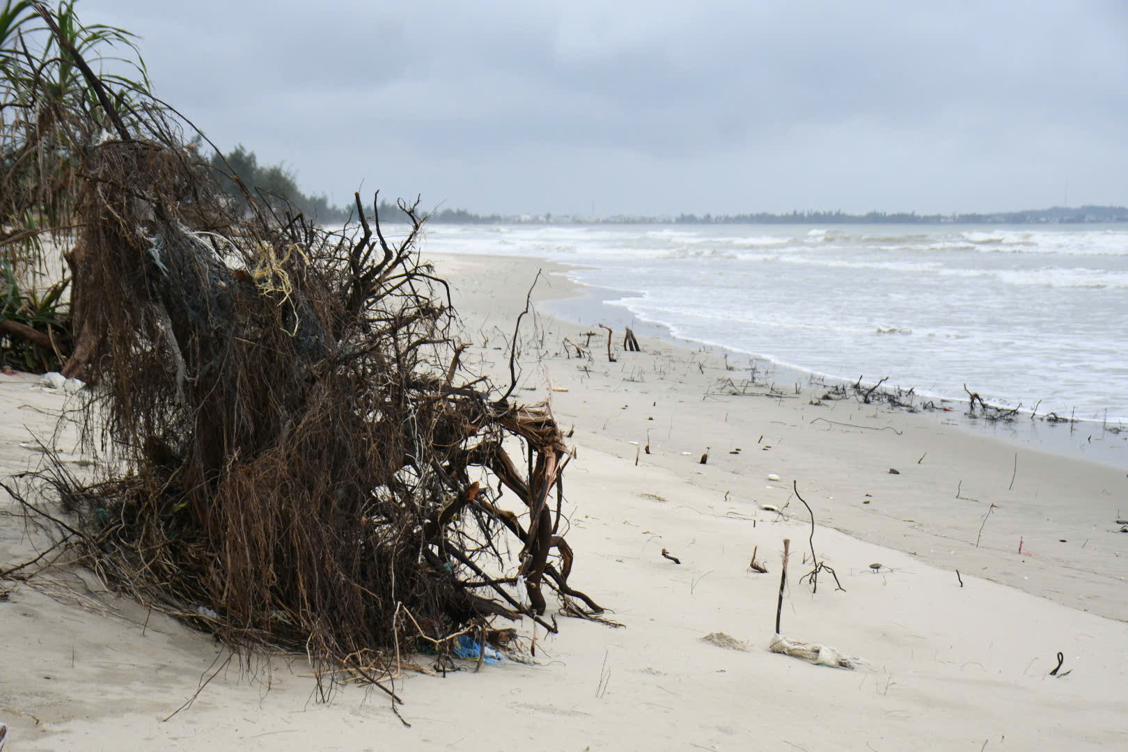 Sóng 'ngoạm' bật gốc phi lao, phá tan hoang bãi biển đẹp nhất Quảng Ngãi - 6