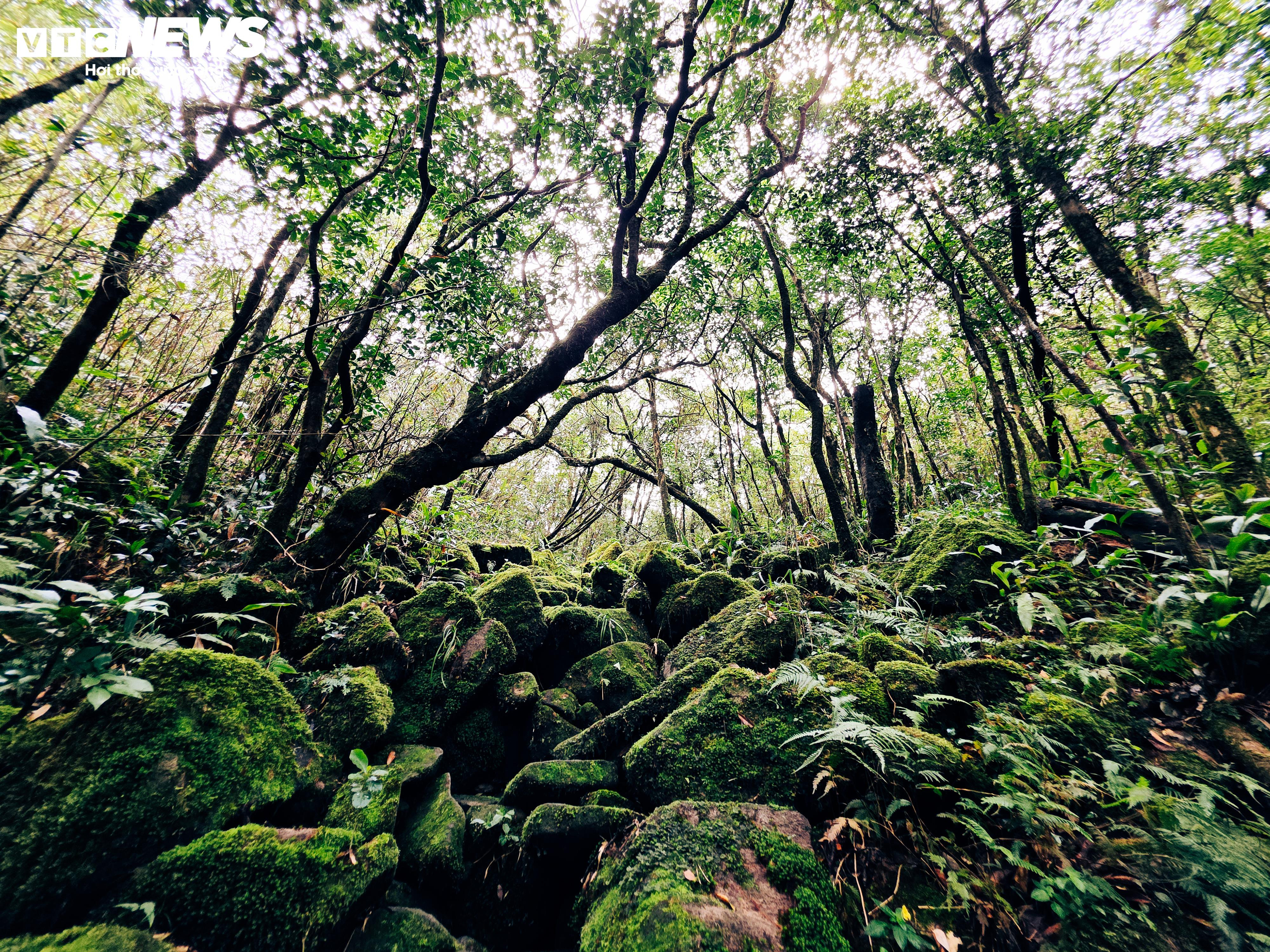 'Săn mây', ngắm cảnh đẹp hoang sơ trên 'nóc nhà' Quảng Trị ở dãy Trường Sơn - 6