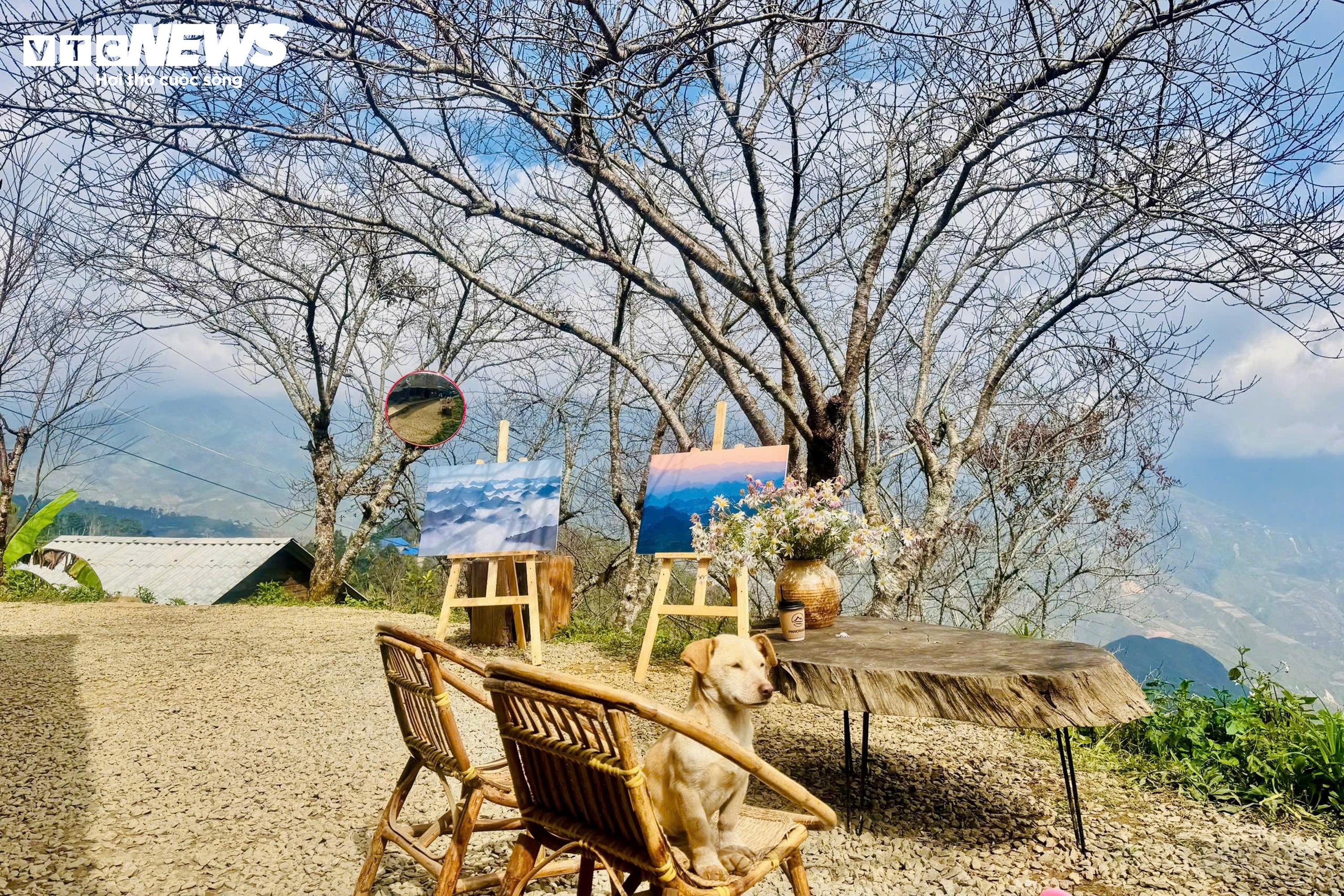 Mái nhà 'gây sốt' ở Tà Xùa, hút du khách check-in giữa mây trắng bồng bềnh - 11