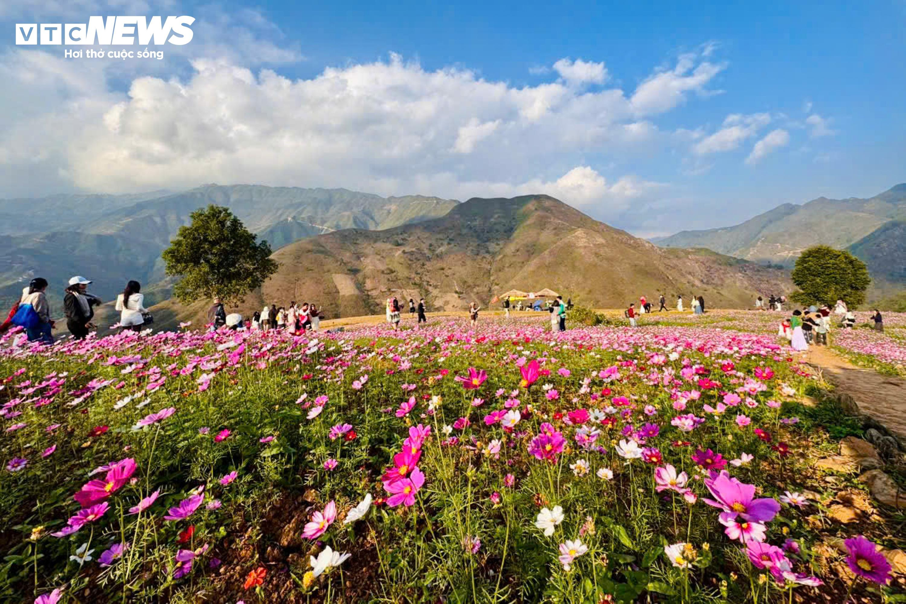 Mái nhà 'gây sốt' ở Tà Xùa, hút du khách check-in giữa mây trắng bồng bềnh - 13