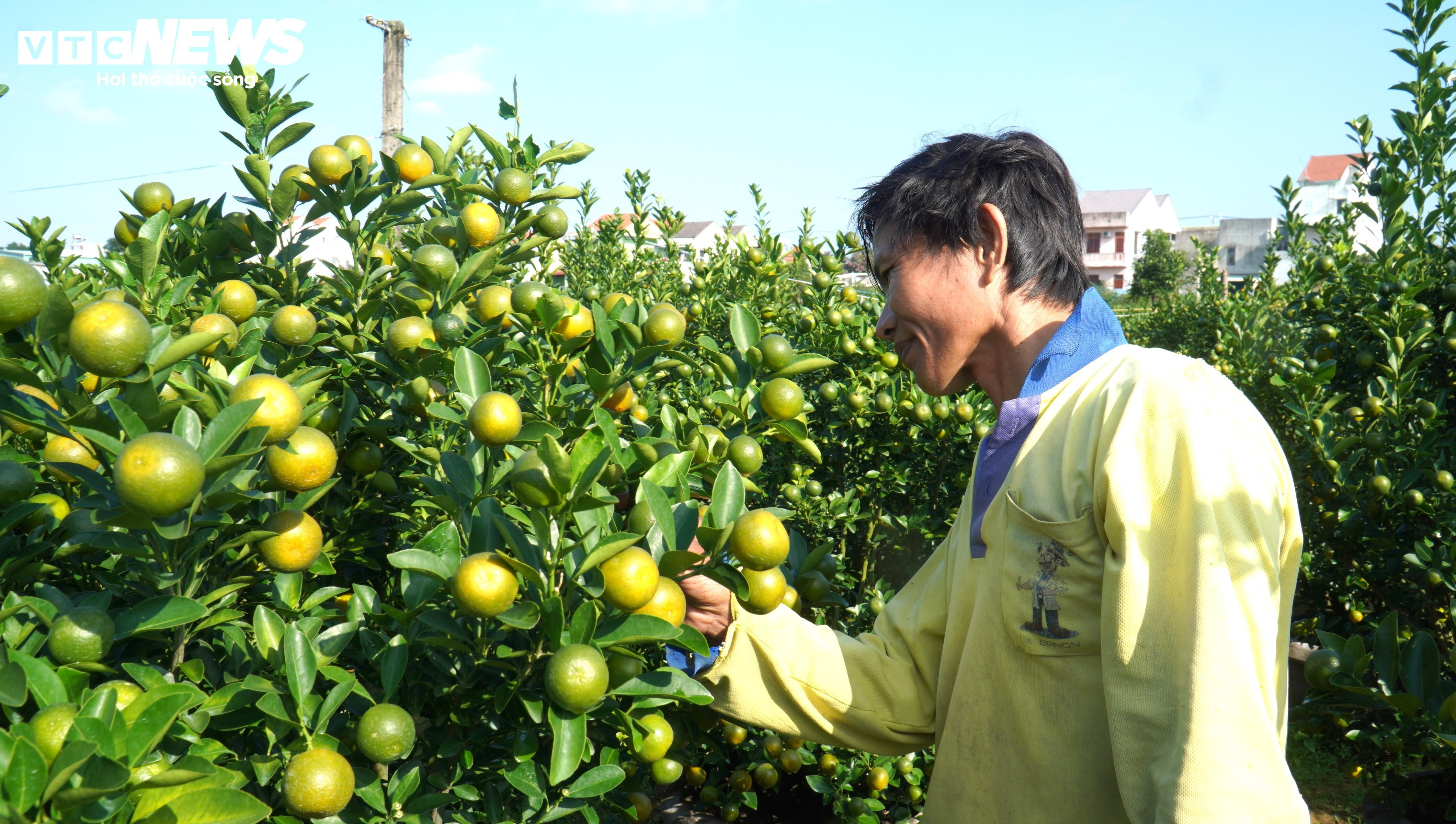 Thương lái ồ ạt chốt hàng, nông dân thủ phủ quất cảnh kỳ vọng vụ Tết bội thu - 2