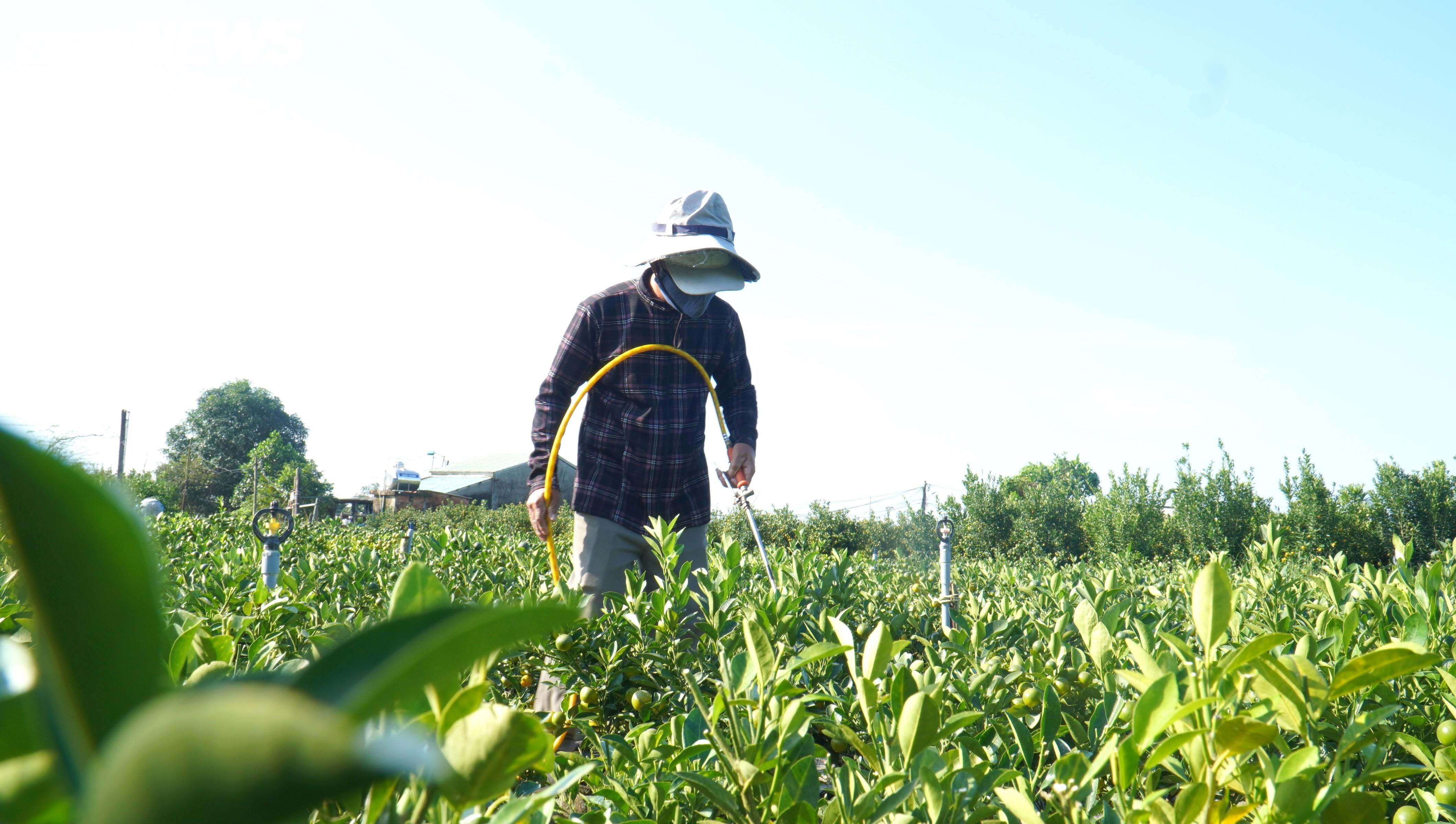 Thương lái ồ ạt chốt hàng, nông dân thủ phủ quất cảnh kỳ vọng vụ Tết bội thu - 8