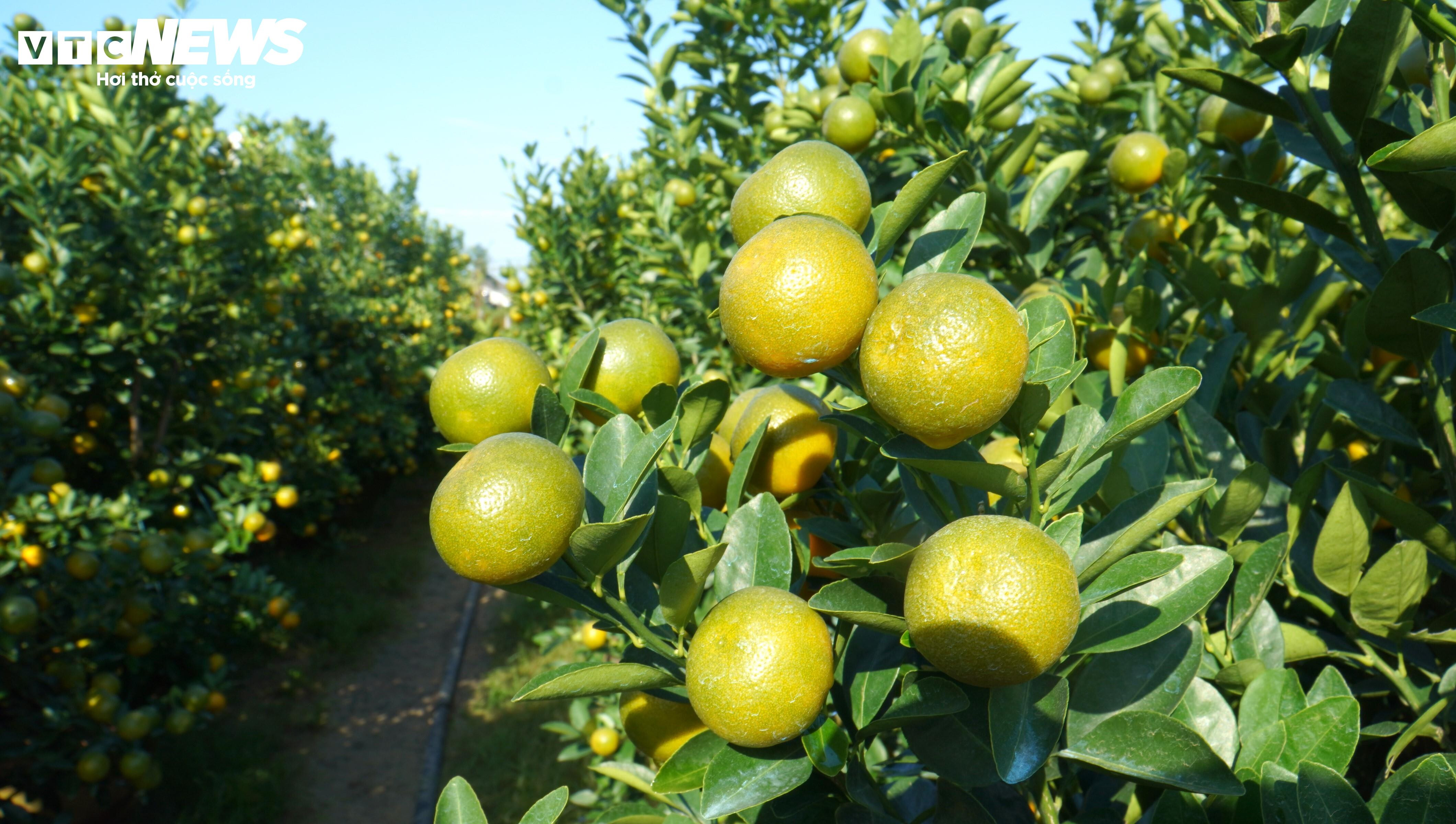 Thương lái ồ ạt chốt hàng, nông dân thủ phủ quất cảnh kỳ vọng vụ Tết bội thu - 4
