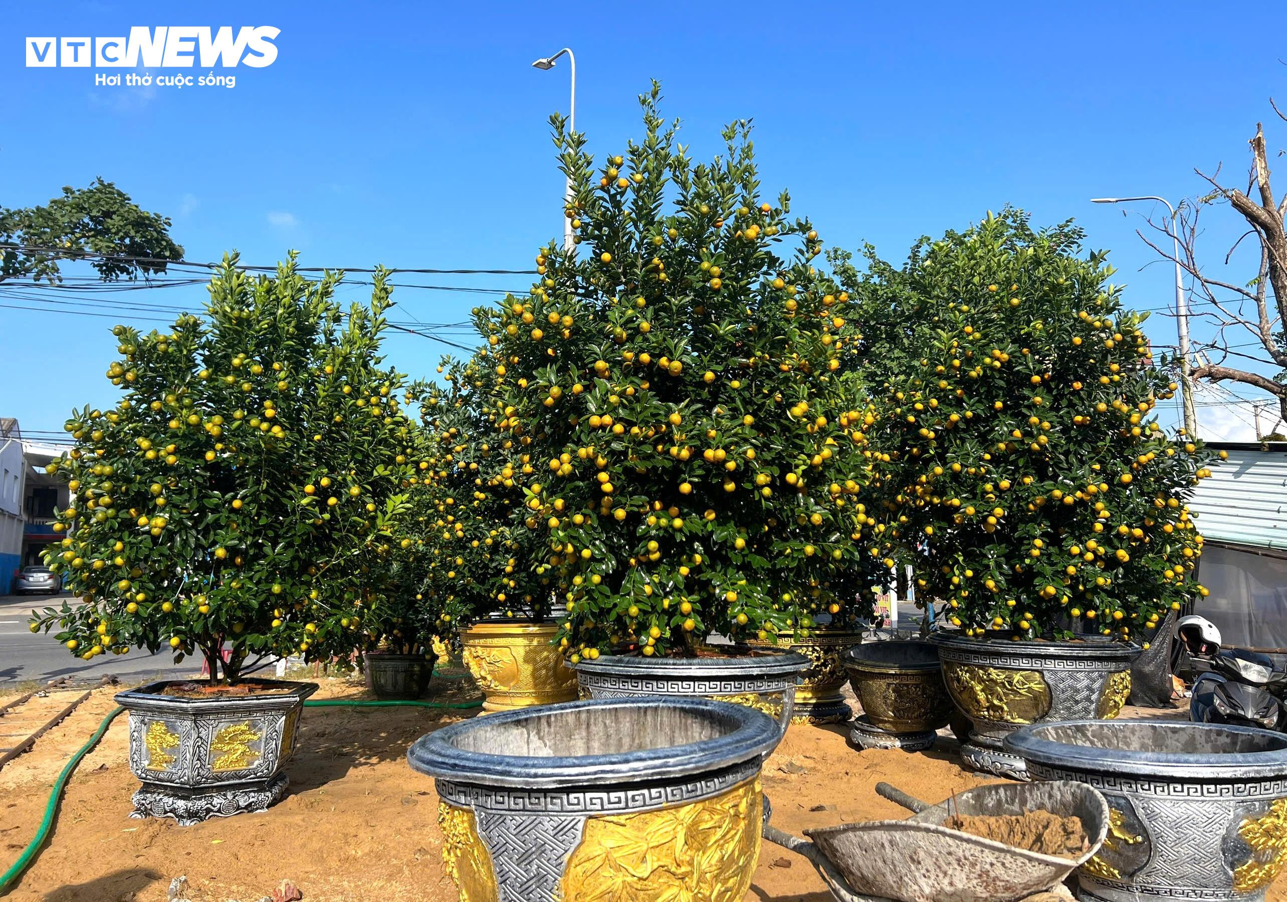 Thương lái ồ ạt chốt hàng, nông dân thủ phủ quất cảnh kỳ vọng vụ Tết bội thu - 7