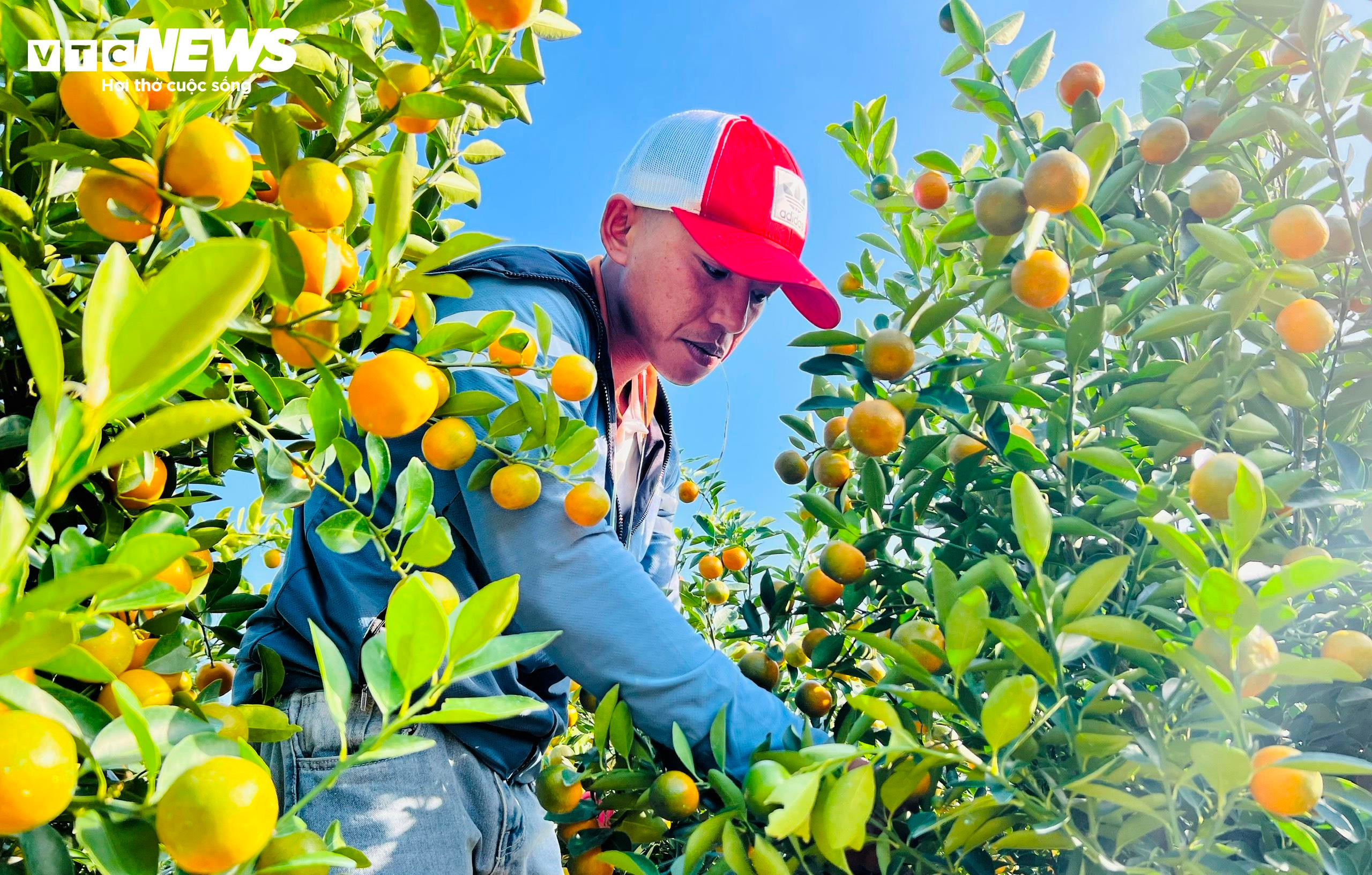 Thương lái ồ ạt chốt hàng, nông dân thủ phủ quất cảnh kỳ vọng vụ Tết bội thu - 1