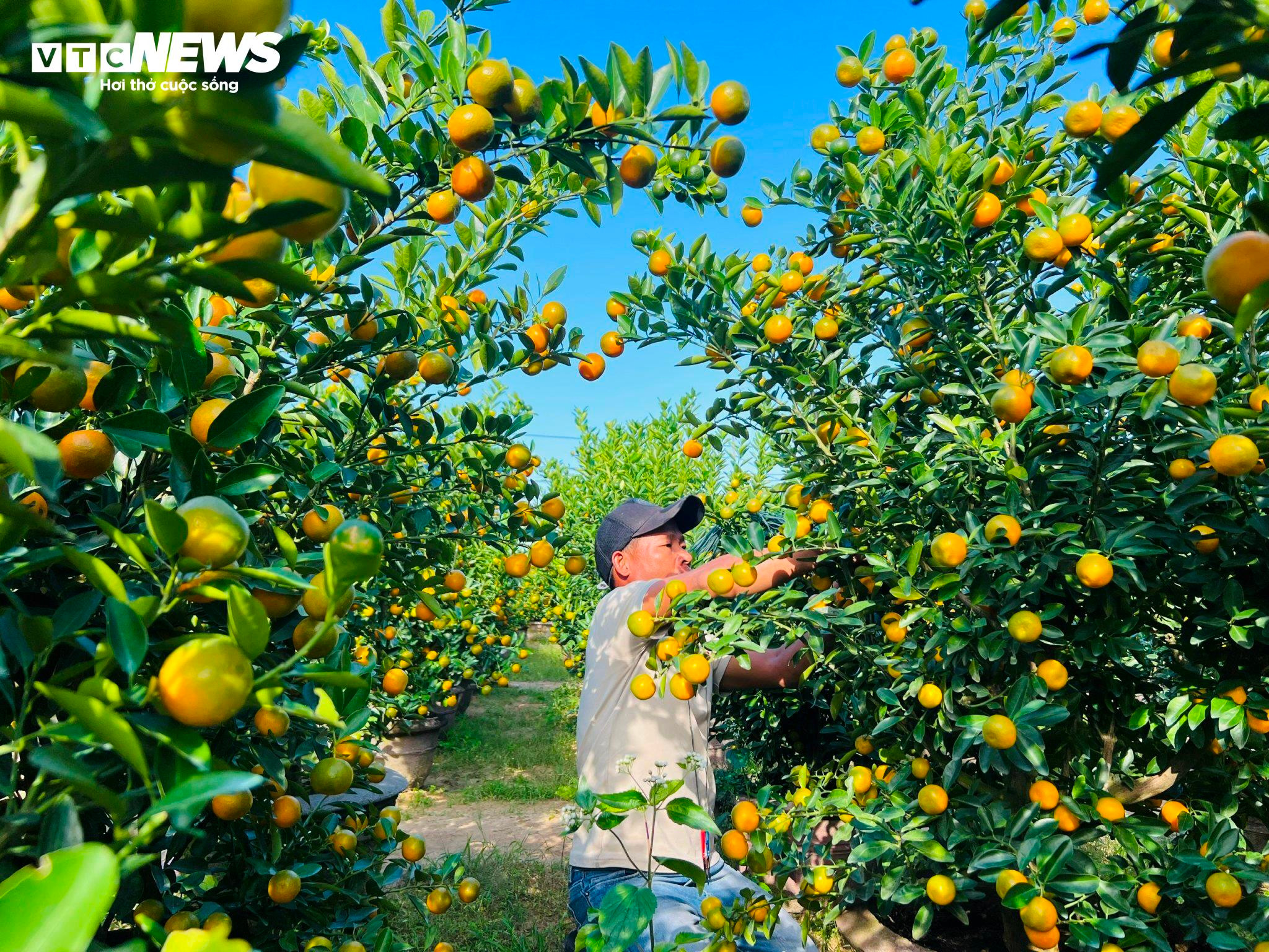 Thương lái ồ ạt chốt hàng, nông dân thủ phủ quất cảnh kỳ vọng vụ Tết bội thu - 5