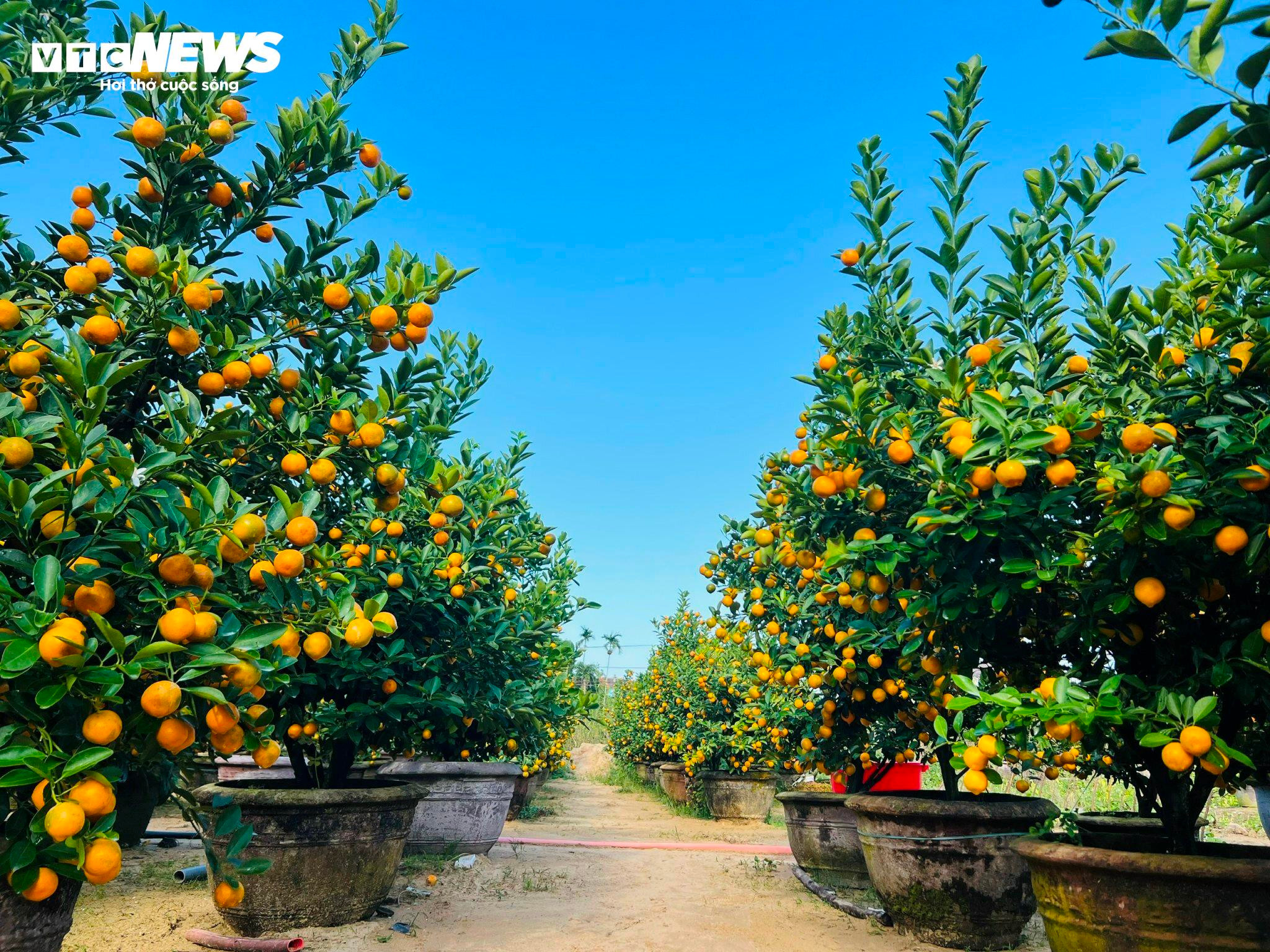 Thương lái ồ ạt chốt hàng, nông dân thủ phủ quất cảnh kỳ vọng vụ Tết bội thu - 3