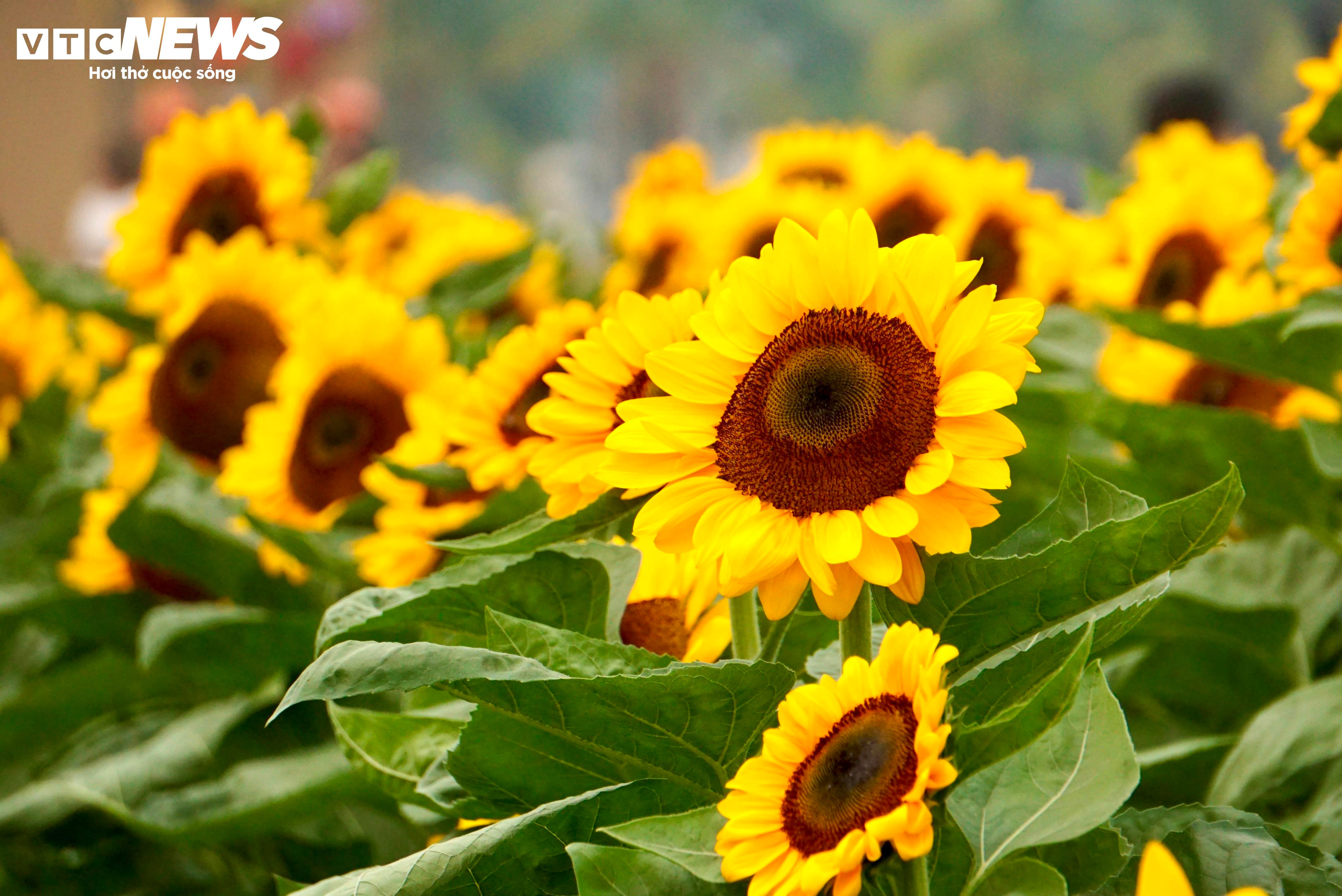 Người dân 'lên đồ' check-in vườn hoa Tết ở TP.HCM - 10