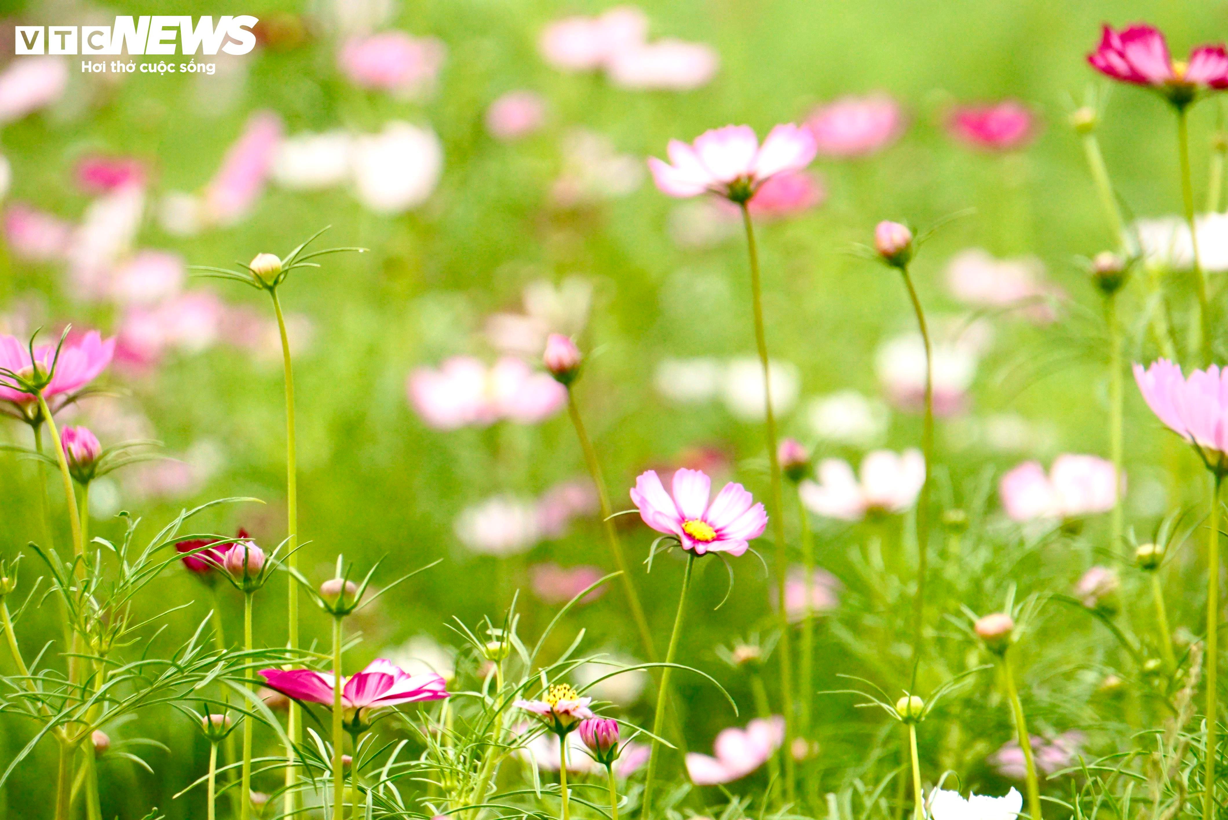 Người dân 'lên đồ' check-in vườn hoa Tết ở TP.HCM - 9