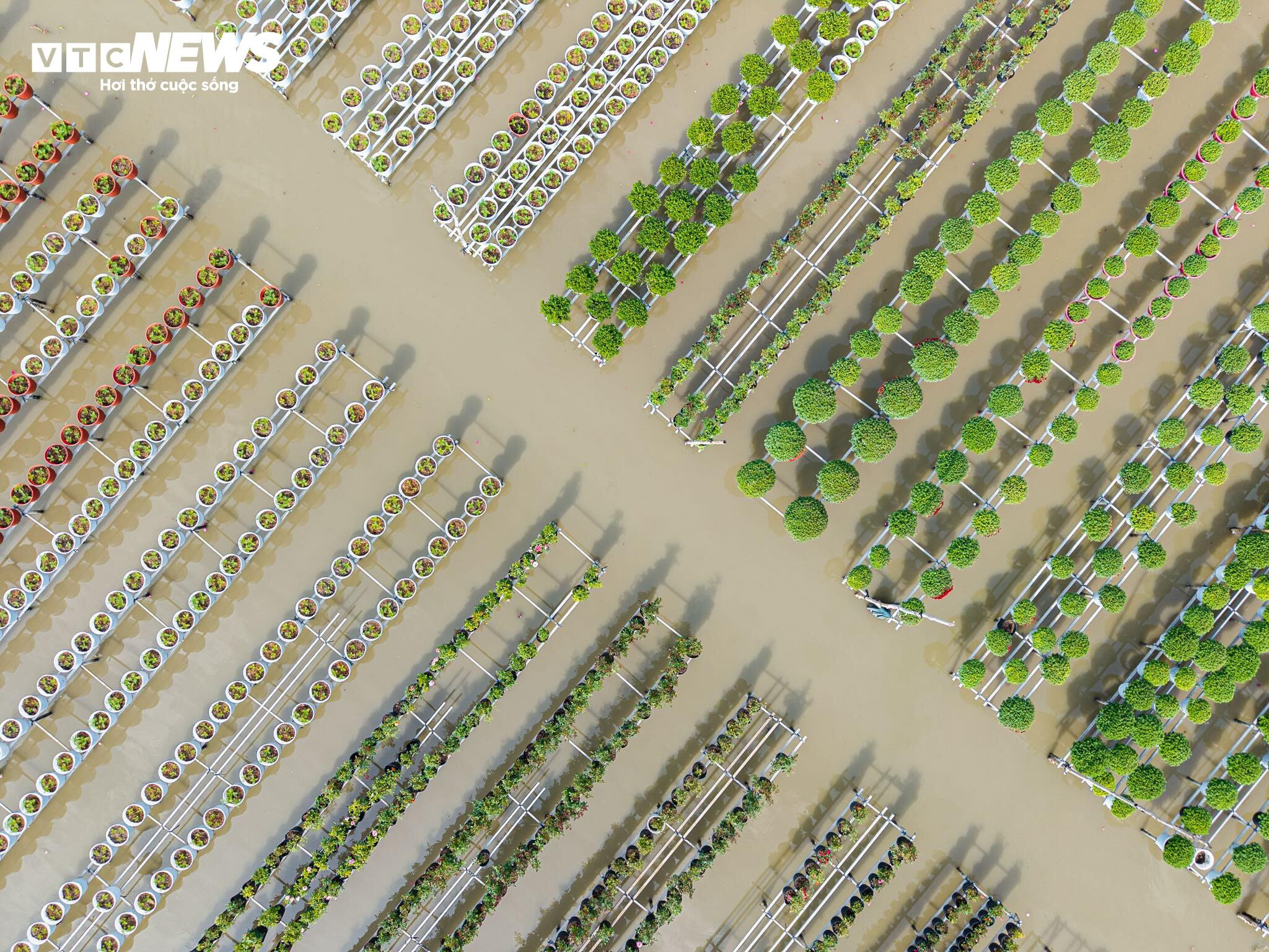 Thủ phủ hoa lớn nhất miền Tây bừng sắc, du khách tranh thủ 'check -in' - 1