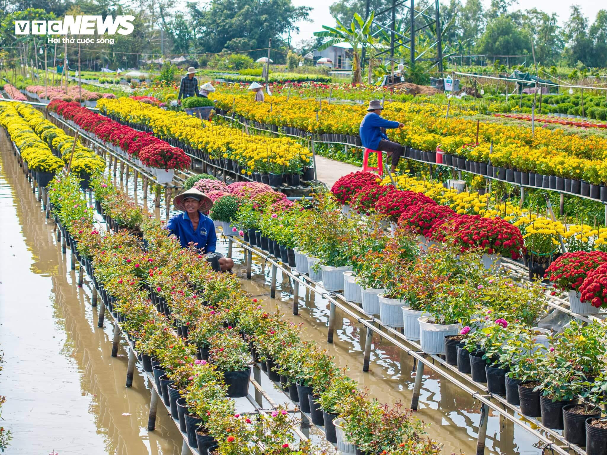 Thủ phủ hoa lớn nhất miền Tây bừng sắc, du khách tranh thủ 'check -in' - 3
