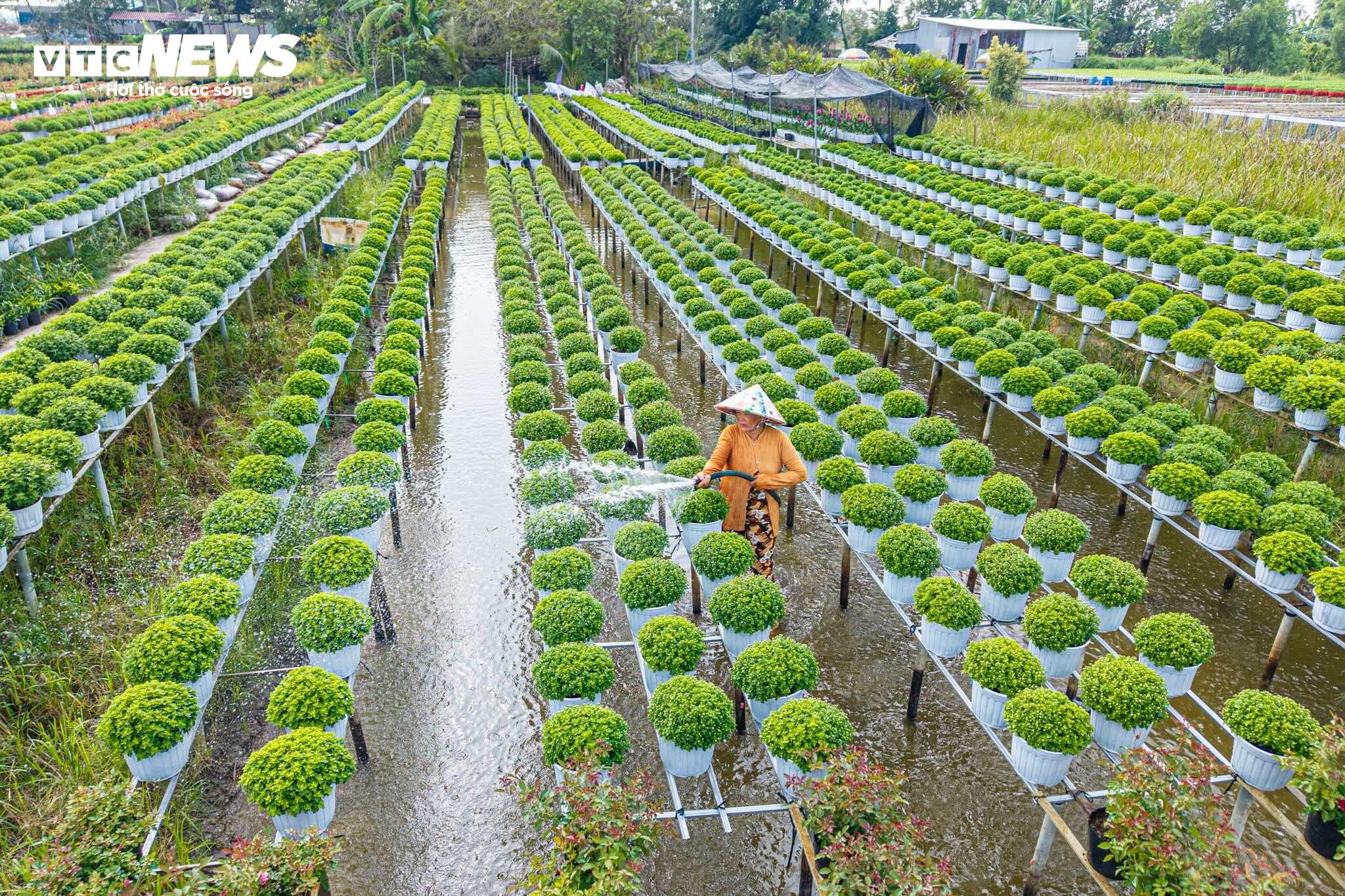 Thủ phủ hoa lớn nhất miền Tây bừng sắc, du khách tranh thủ 'check -in' - 2