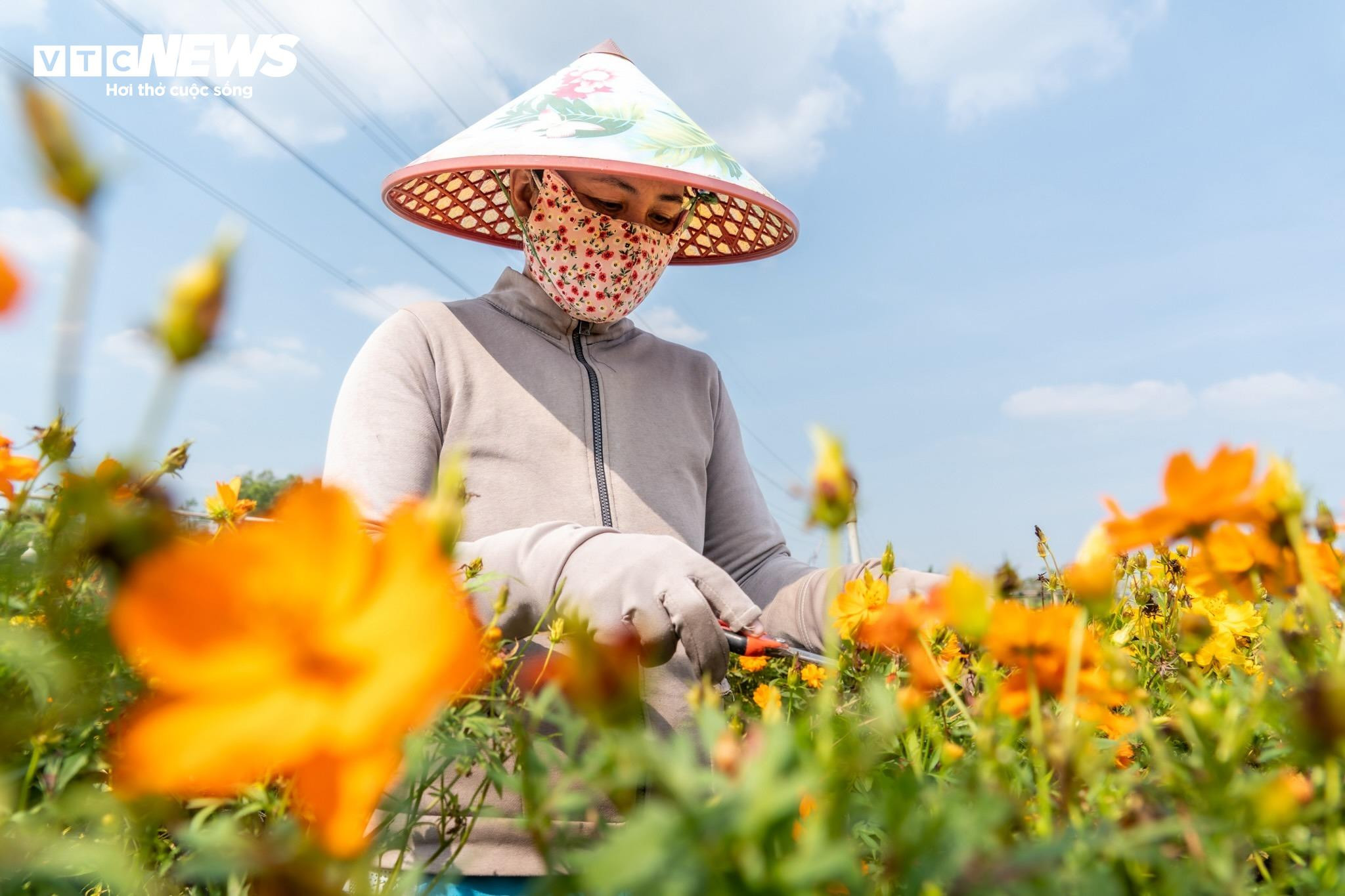Thủ phủ hoa lớn nhất miền Tây bừng sắc, du khách tranh thủ 'check -in' - 10