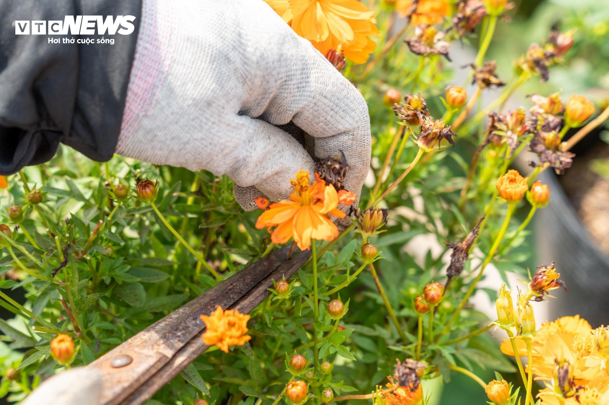 Thủ phủ hoa lớn nhất miền Tây bừng sắc, du khách tranh thủ 'check -in' - 11