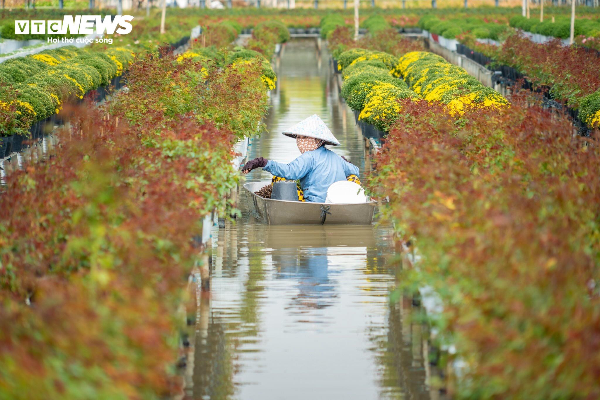 Thủ phủ hoa lớn nhất miền Tây bừng sắc, du khách tranh thủ 'check -in' - 7