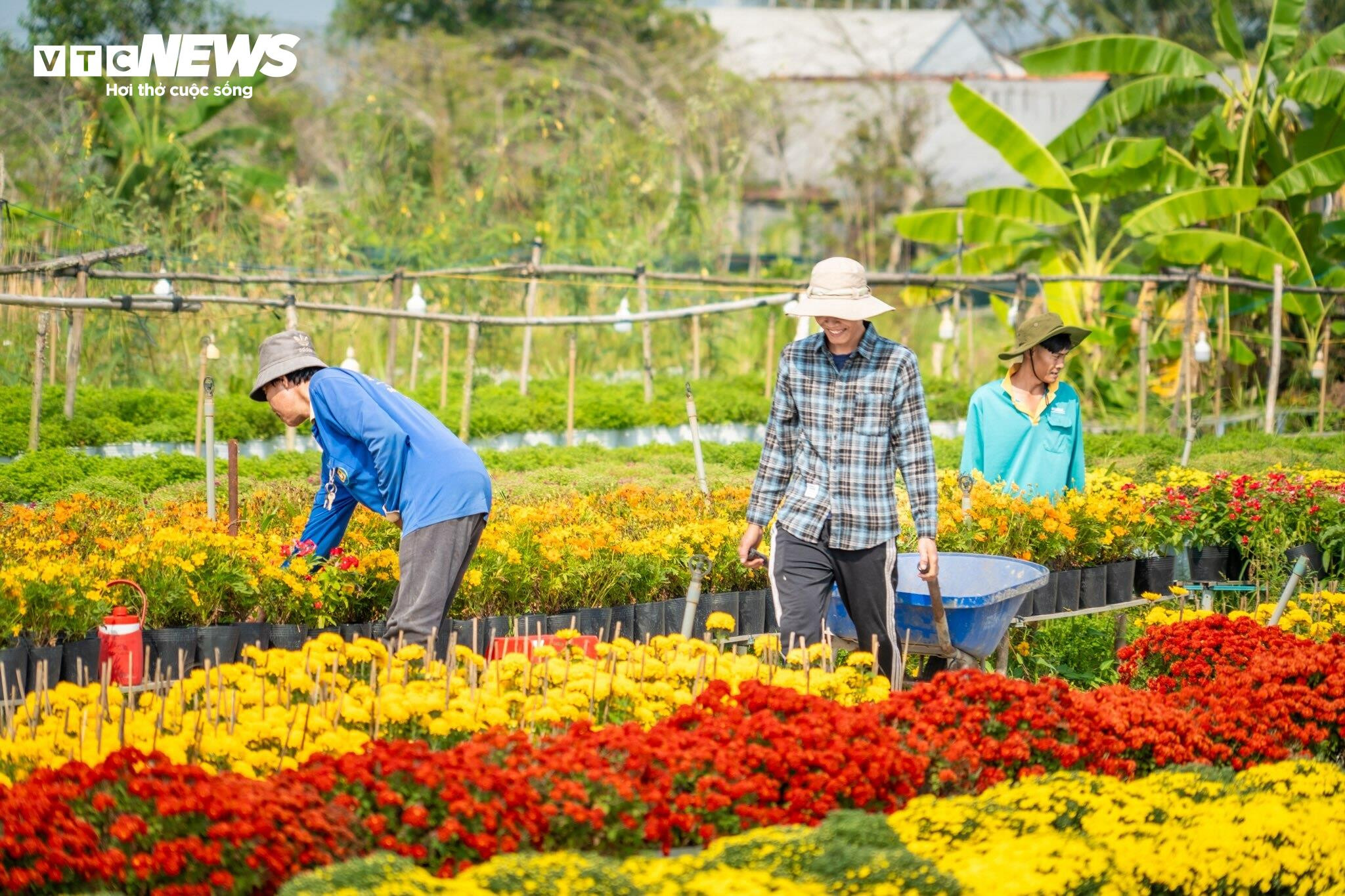 Thủ phủ hoa lớn nhất miền Tây bừng sắc, du khách tranh thủ 'check -in' - 6