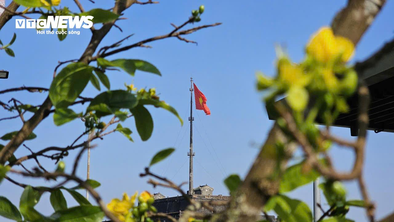 Du khách thích thú ngắm vườn Hoàng mai tiền tỷ khoe sắc sớm trong Kinh thành Huế - 10