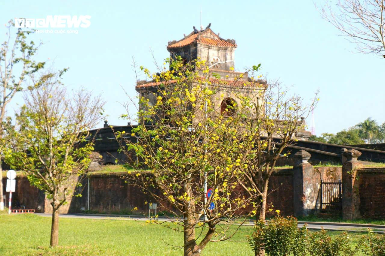 Du khách thích thú ngắm vườn Hoàng mai tiền tỷ khoe sắc sớm trong Kinh thành Huế - 9