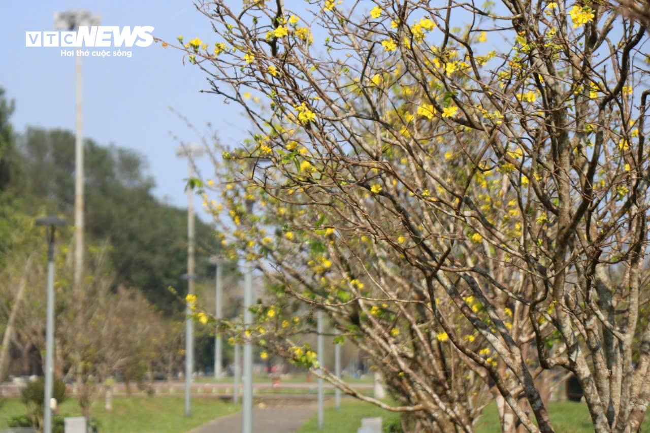 Du khách thích thú ngắm vườn Hoàng mai tiền tỷ khoe sắc sớm trong Kinh thành Huế - 2
