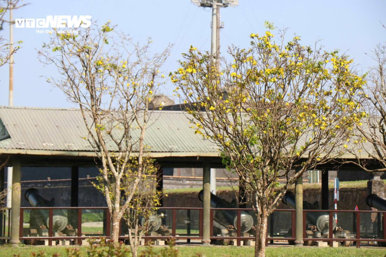 Du khách thích thú ngắm vườn Hoàng mai tiền tỷ khoe sắc sớm trong Kinh thành Huế - 1