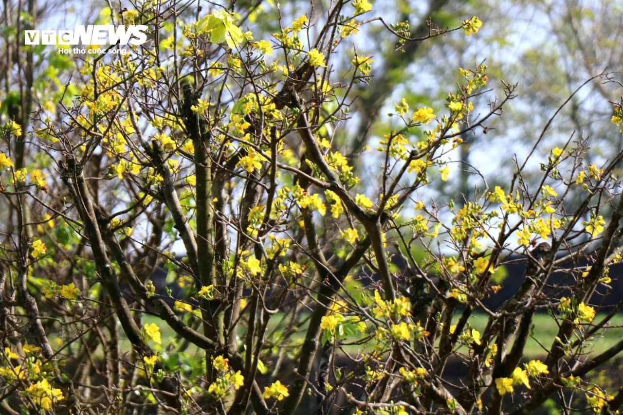 Du khách thích thú ngắm vườn Hoàng mai tiền tỷ khoe sắc sớm trong Kinh thành Huế - 8