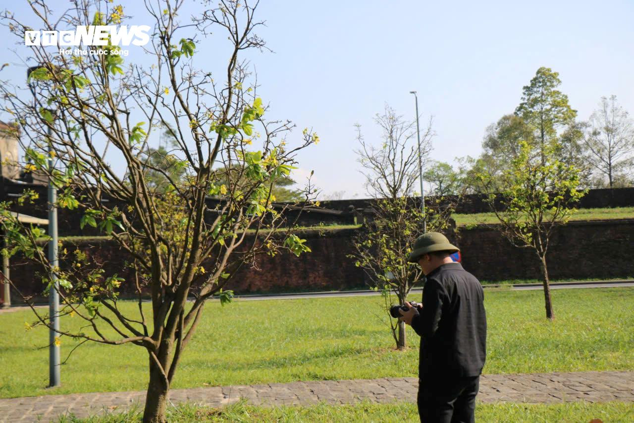 Du khách thích thú ngắm vườn Hoàng mai tiền tỷ khoe sắc sớm trong Kinh thành Huế - 5