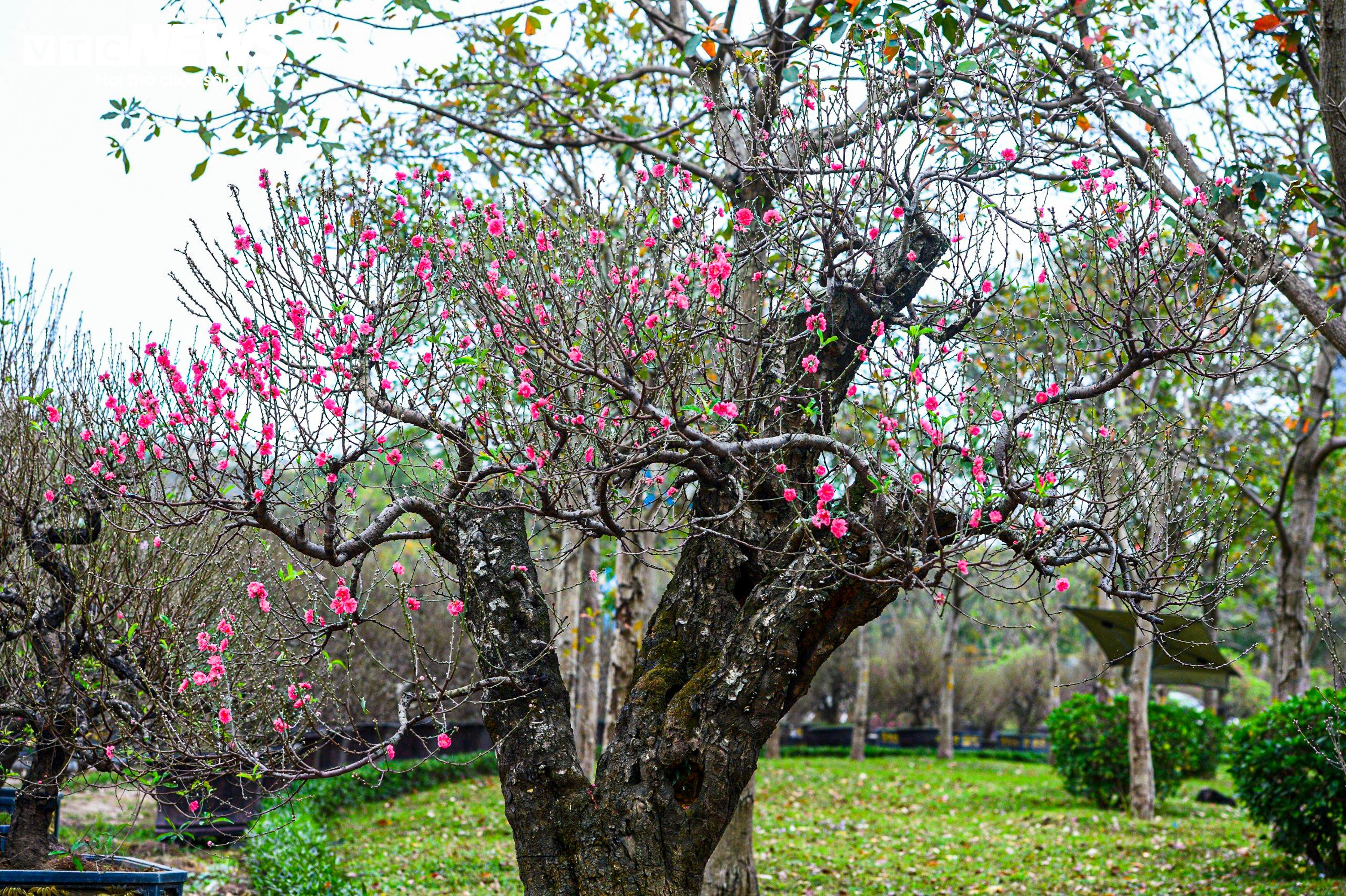 Chủ vườn ở Hà Nội đắp rêu giữ ẩm, chăm đào cổ thụ đón Tết Nguyên đán - 10