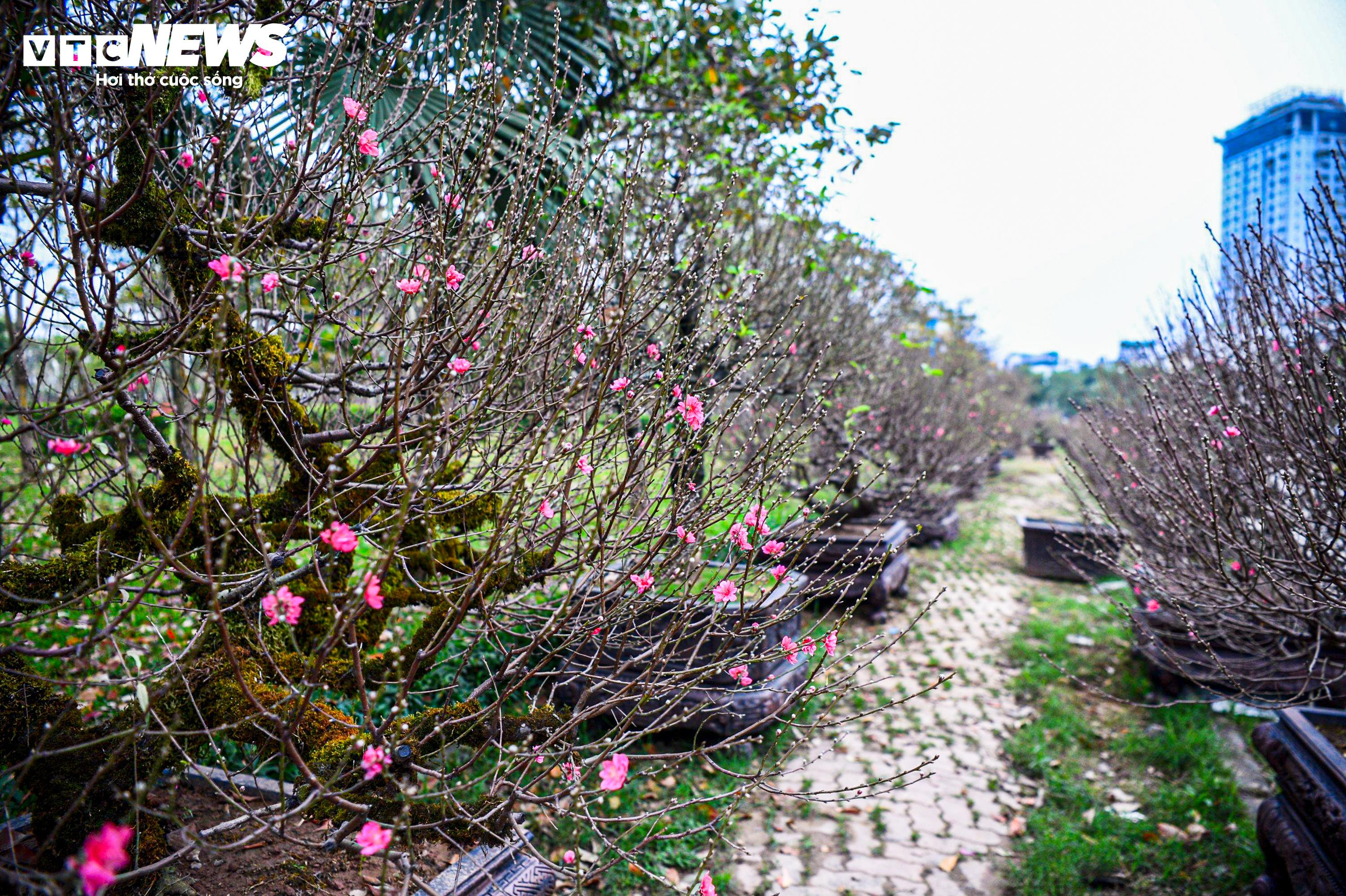 Chủ vườn ở Hà Nội đắp rêu giữ ẩm, chăm đào cổ thụ đón Tết Nguyên đán - 12