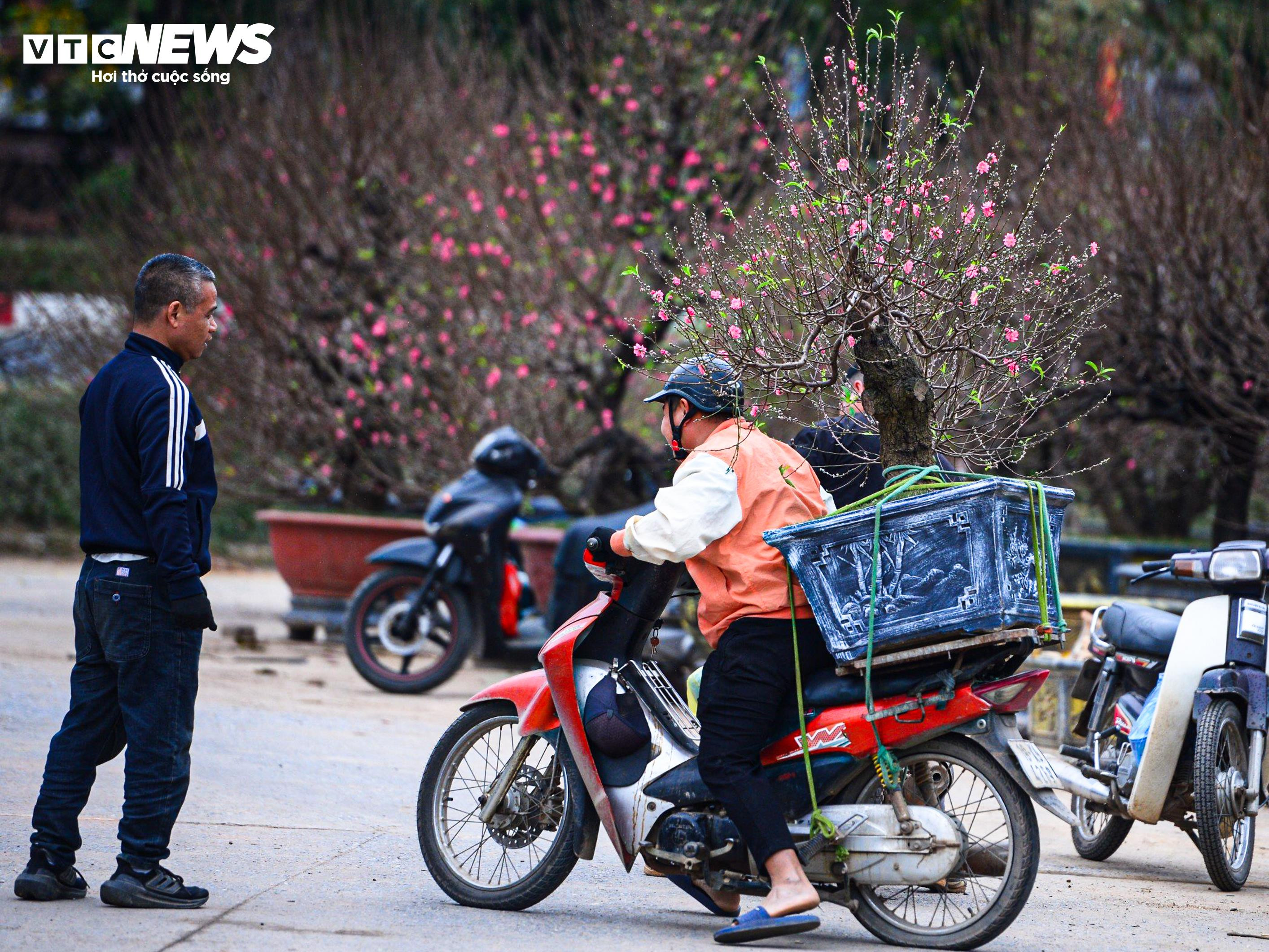 Chủ vườn ở Hà Nội đắp rêu giữ ẩm, chăm đào cổ thụ đón Tết Nguyên đán - 11
